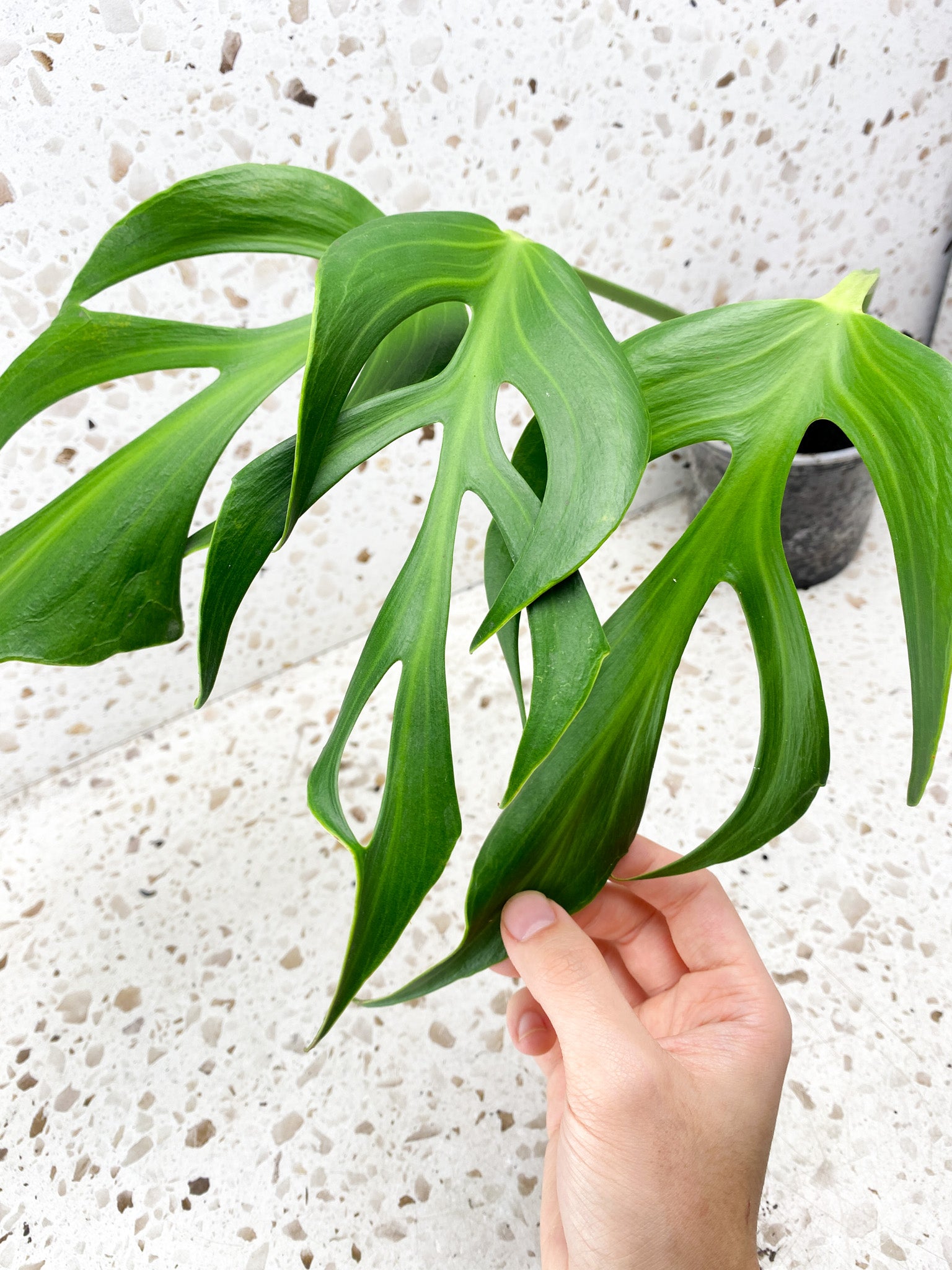 Monstera Burle Marx Flame 3 mature leaf plant.