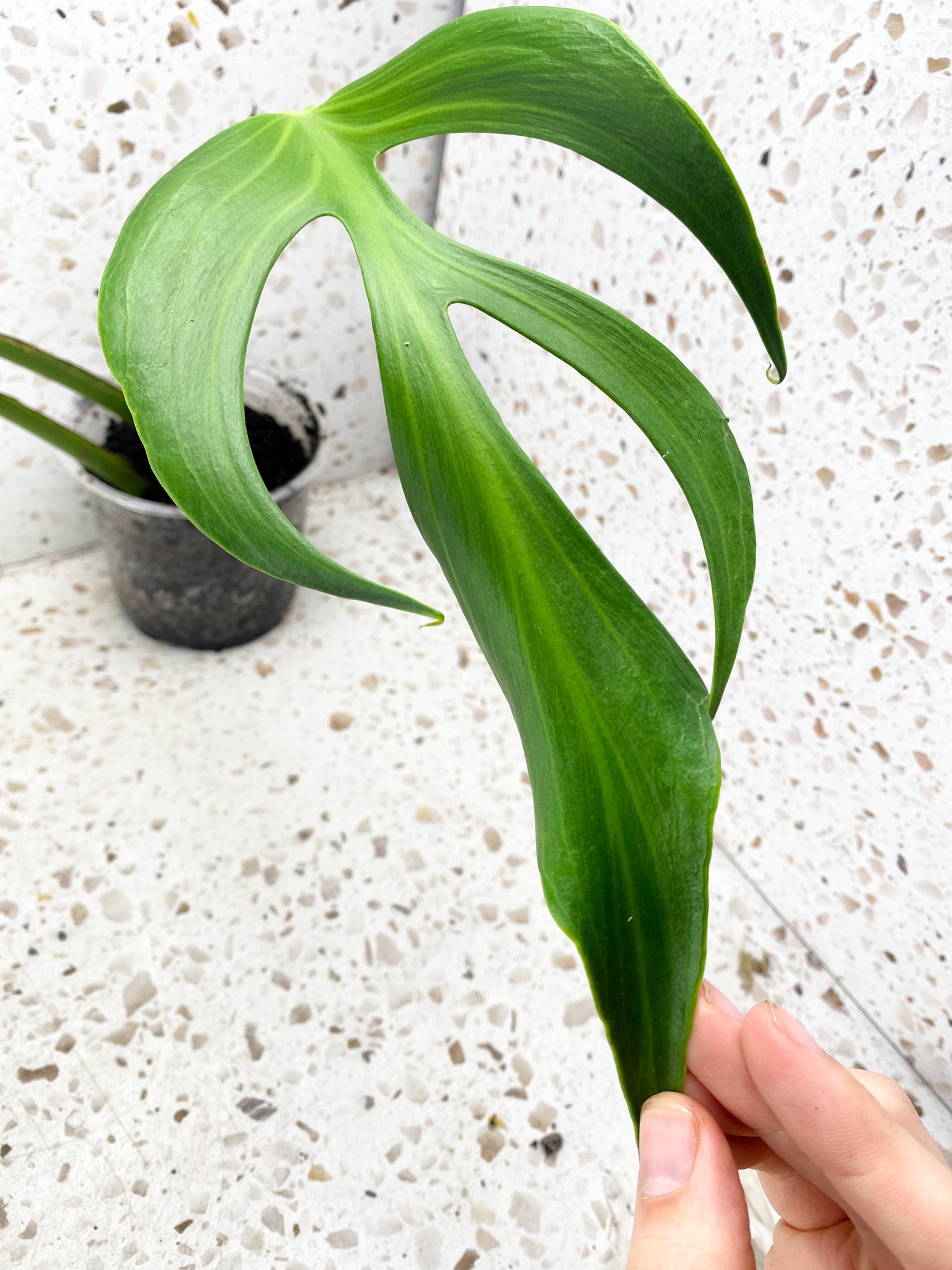 Monstera Burle Marx Flame 3 mature leaf plant.