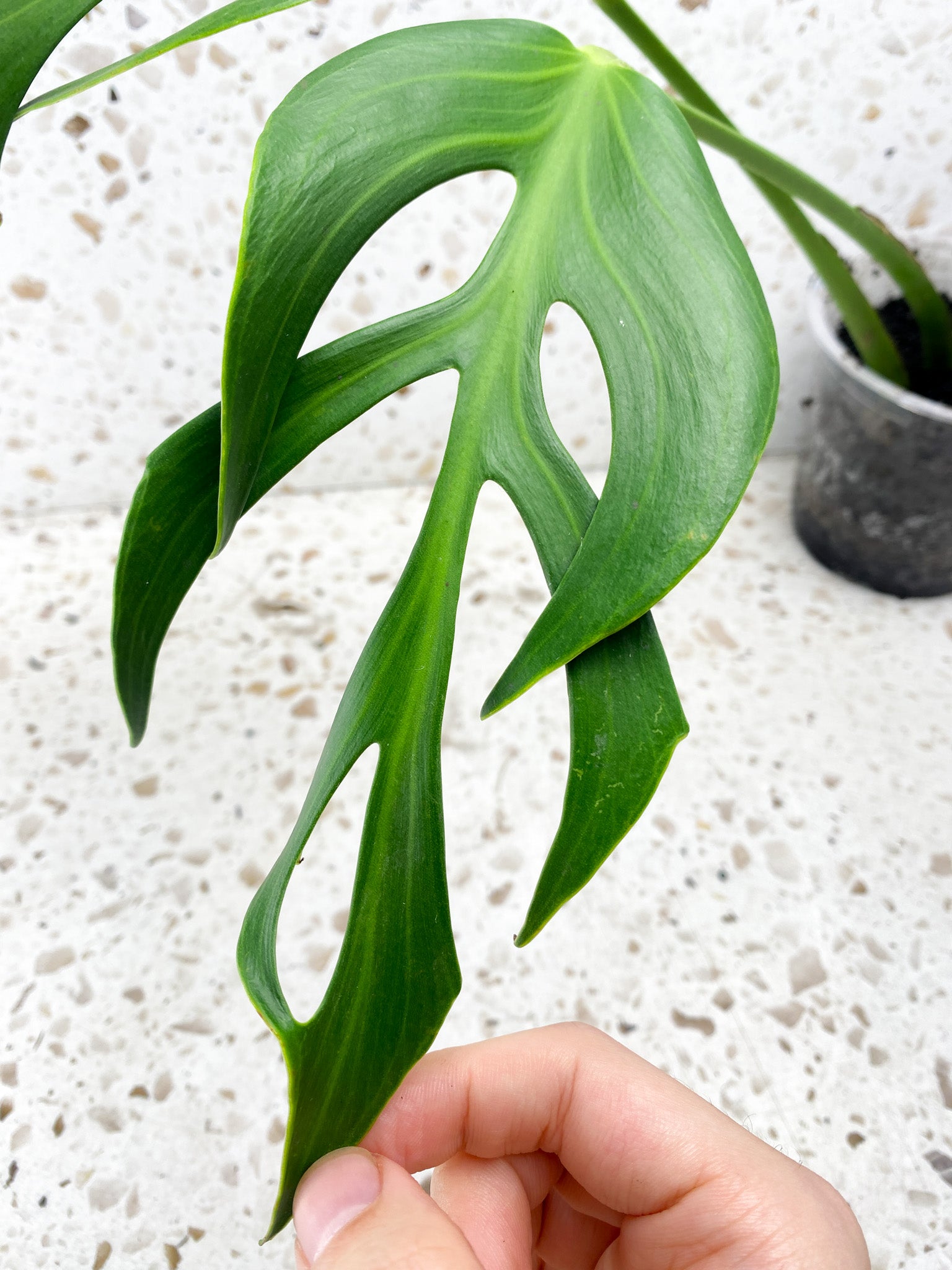 Monstera Burle Marx Flame 3 mature leaf plant.