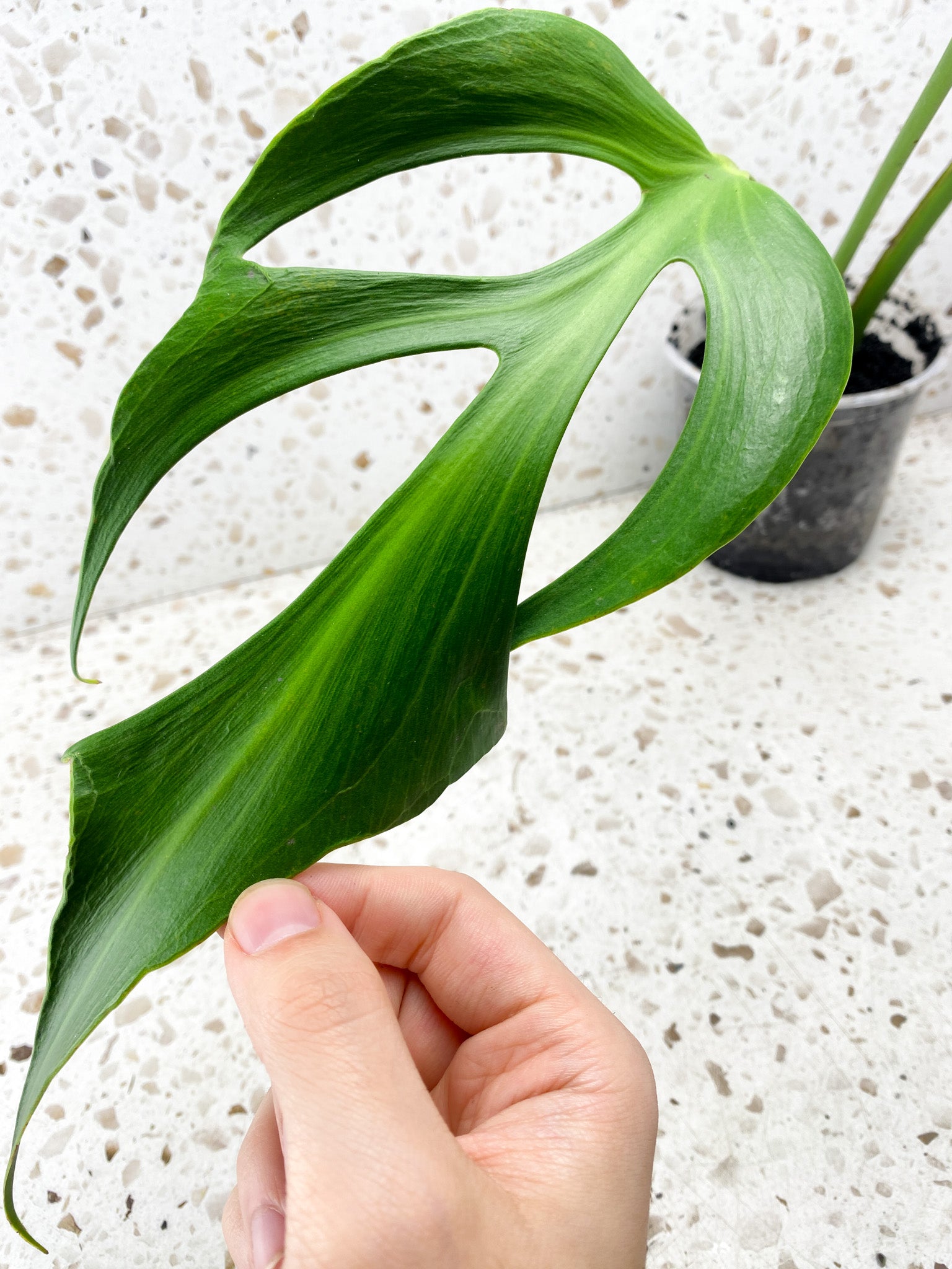 Monstera Burle Marx Flame 3 mature leaf plant.