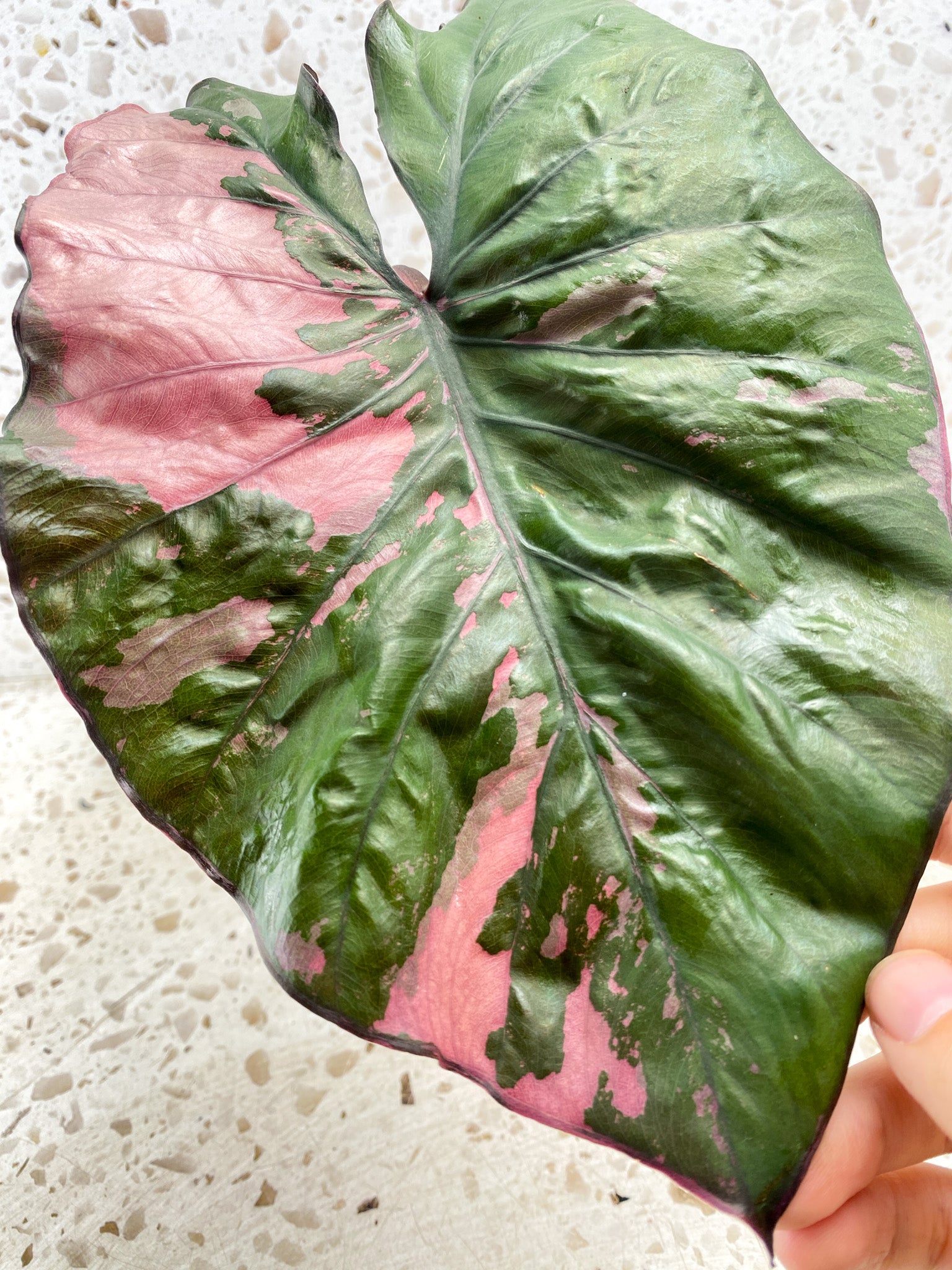 Alocasia Serendipity Variegated 1 leaf 1 new leaf coming in