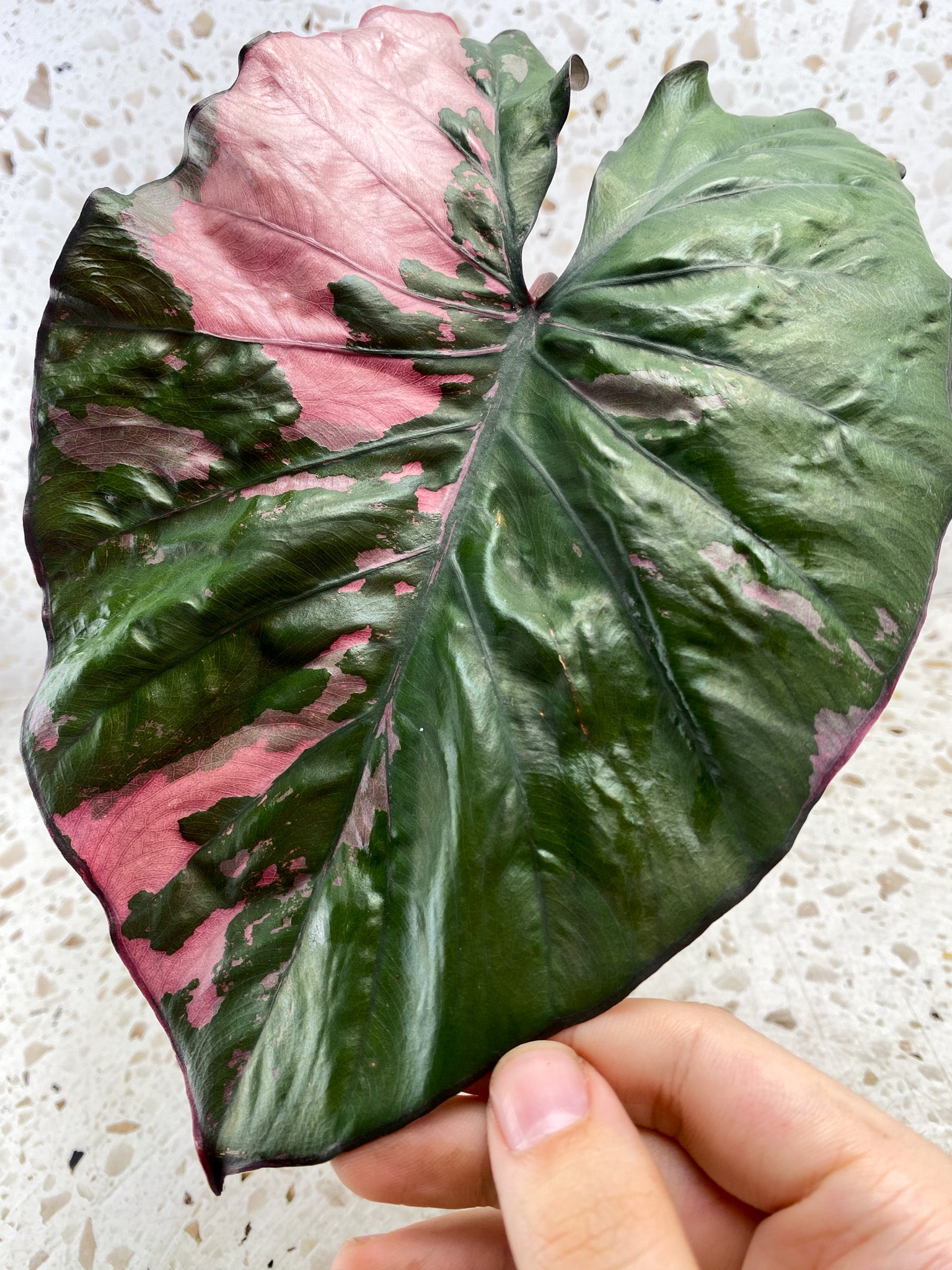 Alocasia Serendipity Variegated 1 leaf 1 new leaf coming in