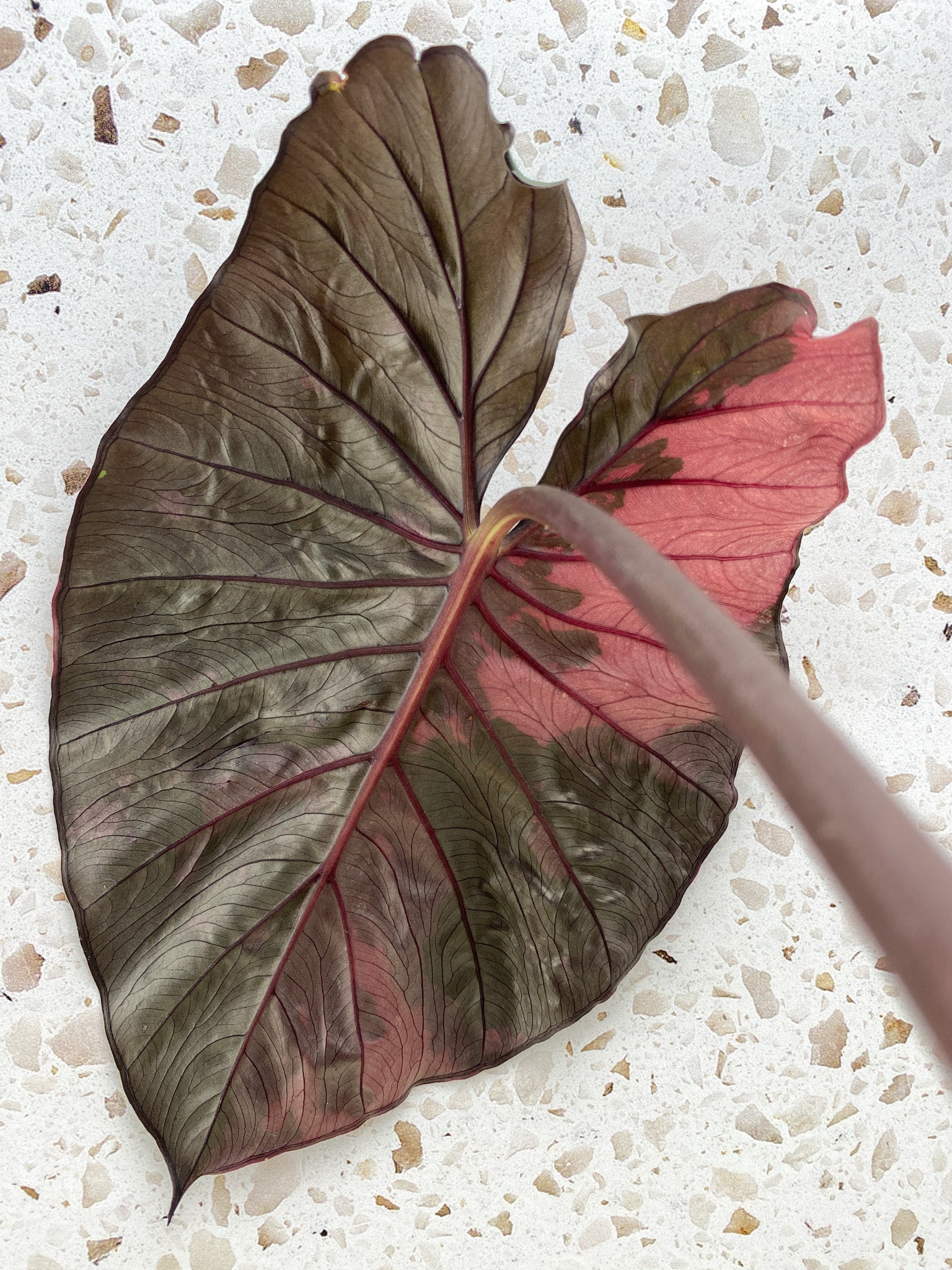 Alocasia Serendipity Variegated 1 leaf 1 new leaf coming in