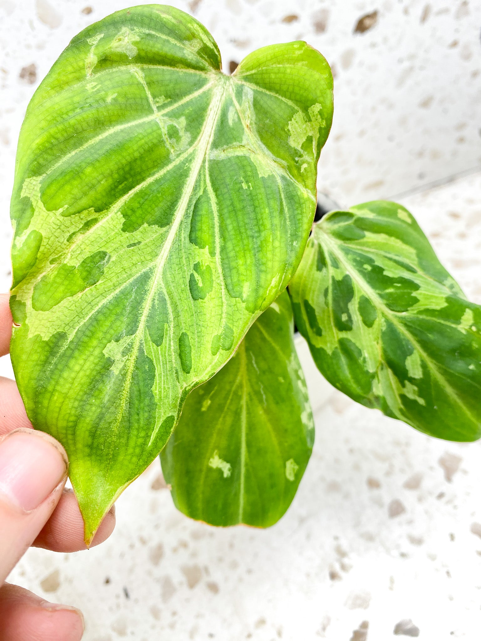 Philodendron gloriosum snow leopard variegated 3 leaves