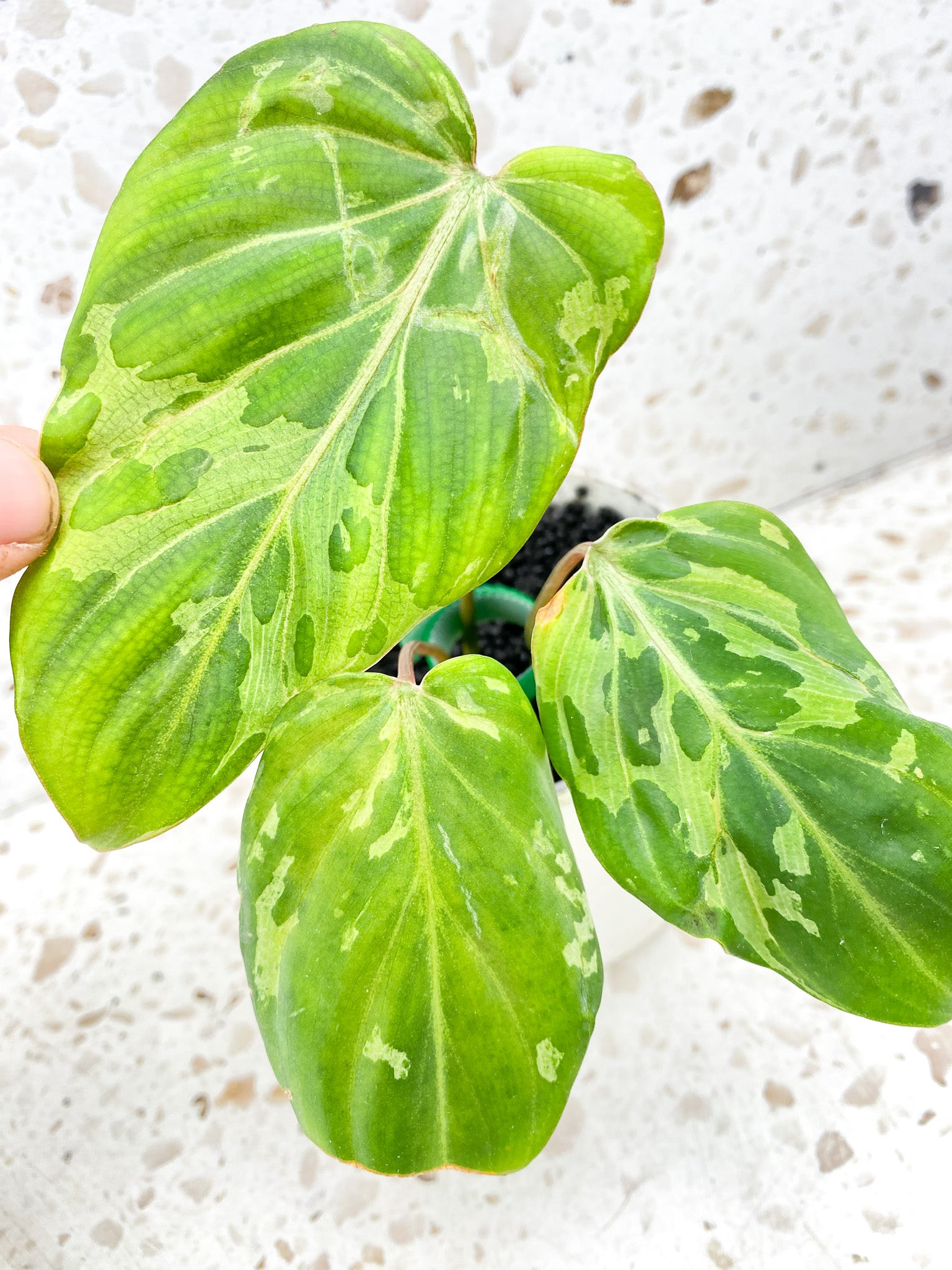 Philodendron gloriosum snow leopard variegated 3 leaves