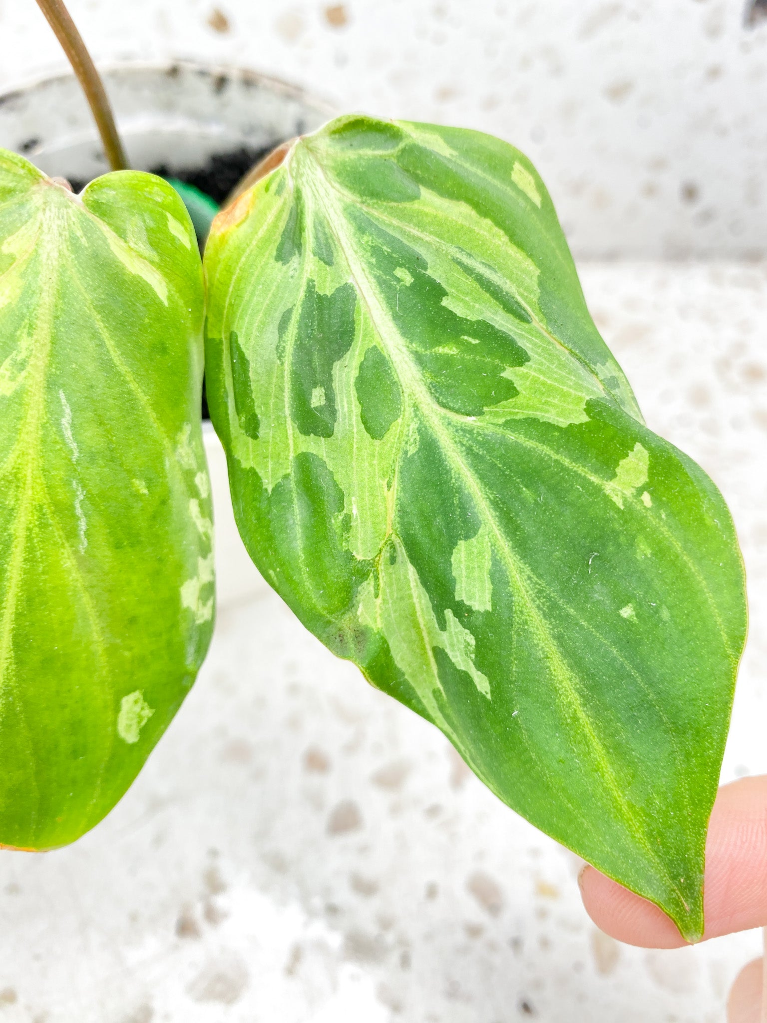 Philodendron gloriosum snow leopard variegated 3 leaves