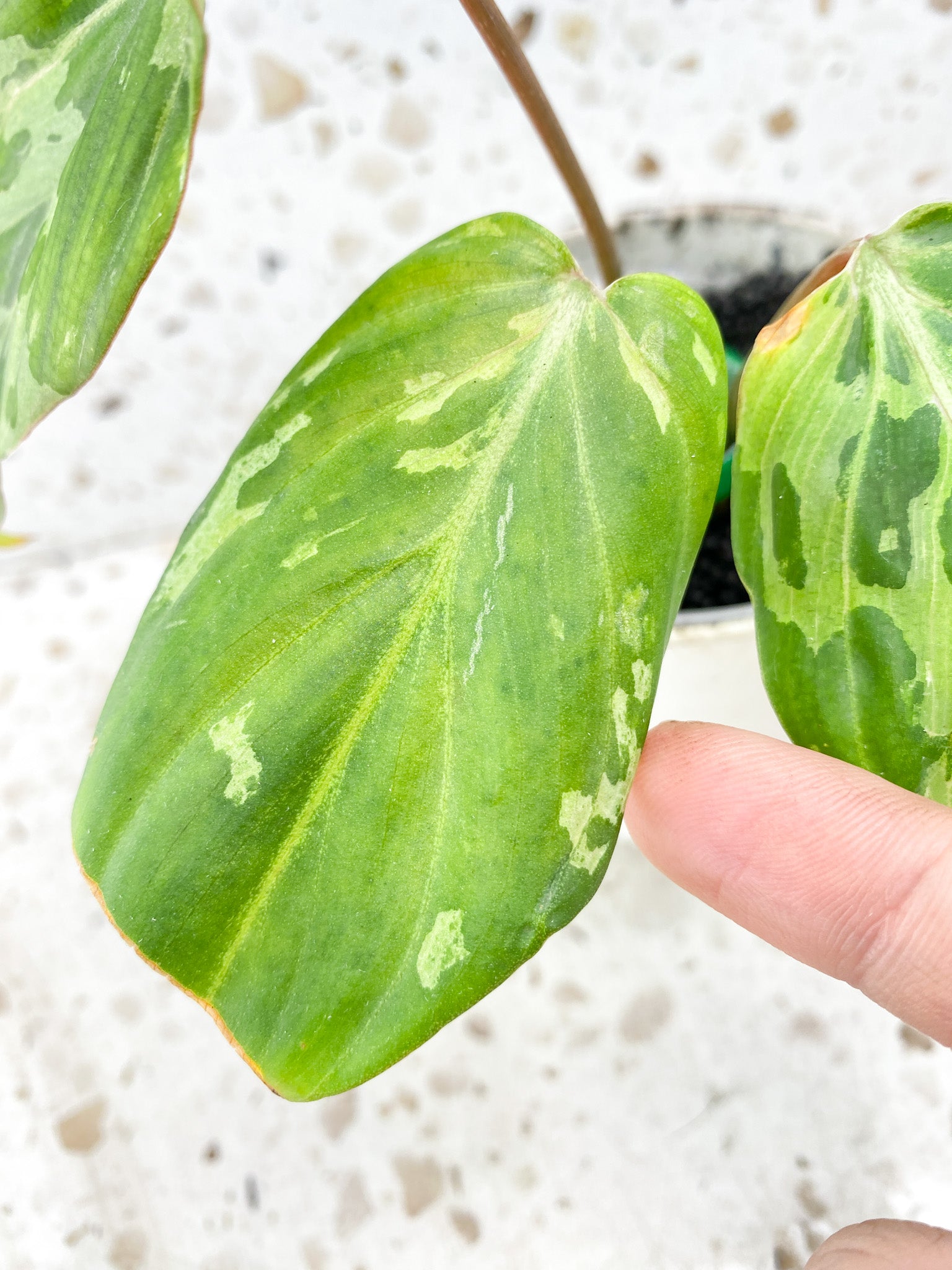 Philodendron gloriosum snow leopard variegated 3 leaves