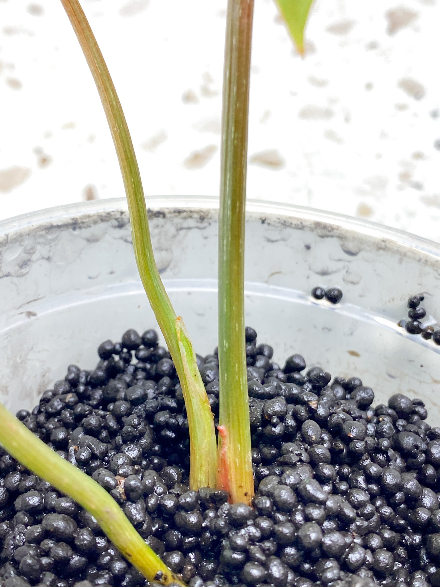 Philodendron gloriosum snow leopard variegated 3 leaves