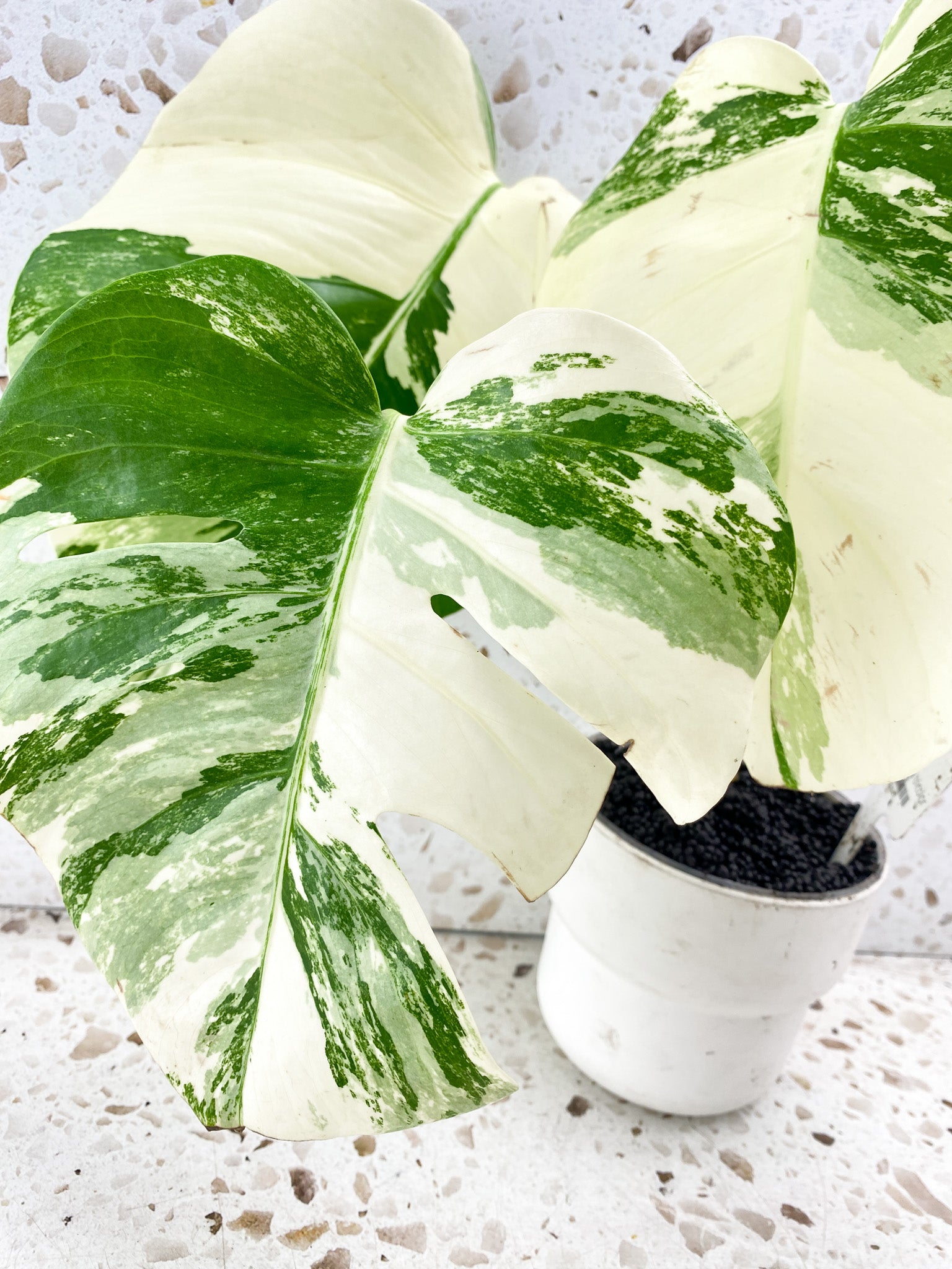 Monstera albo Japanese White Tiger 3 leaves Top Cutting