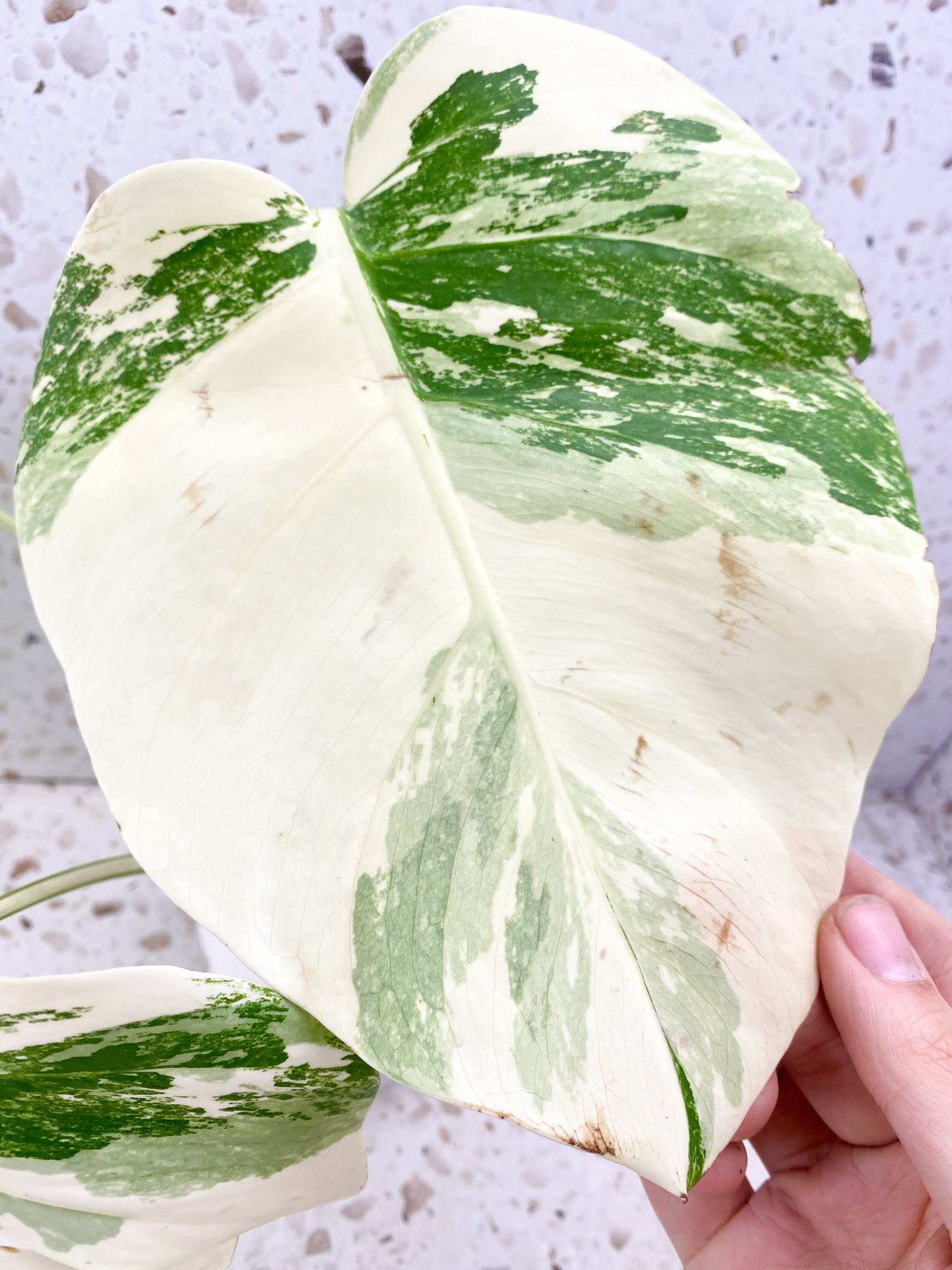 Monstera albo Japanese White Tiger 3 leaves Top Cutting