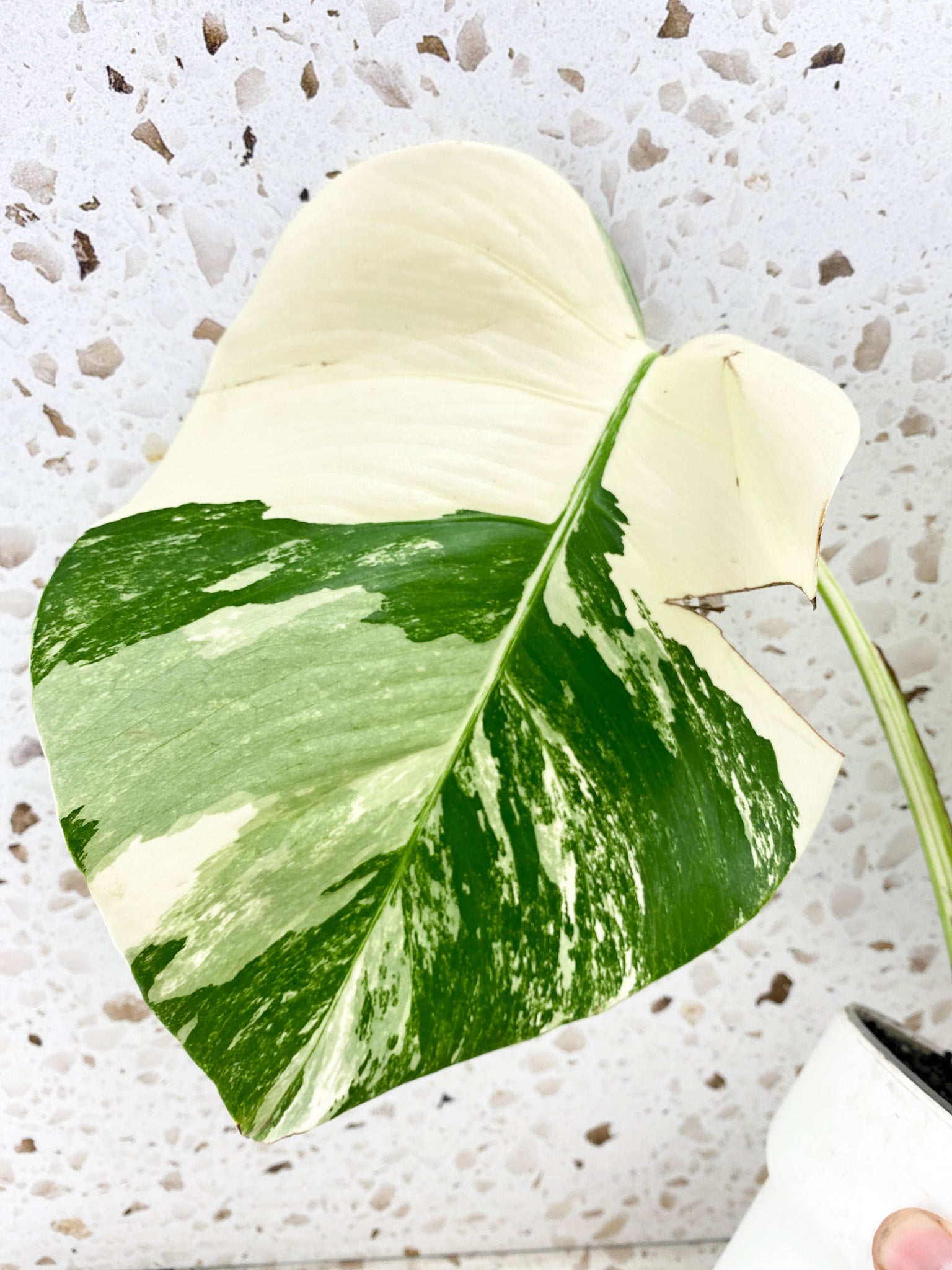 Monstera albo Japanese White Tiger 3 leaves Top Cutting