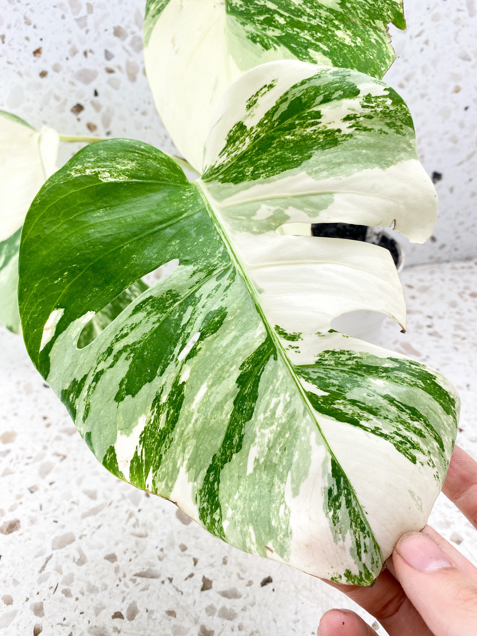 Monstera albo Japanese White Tiger 3 leaves Top Cutting