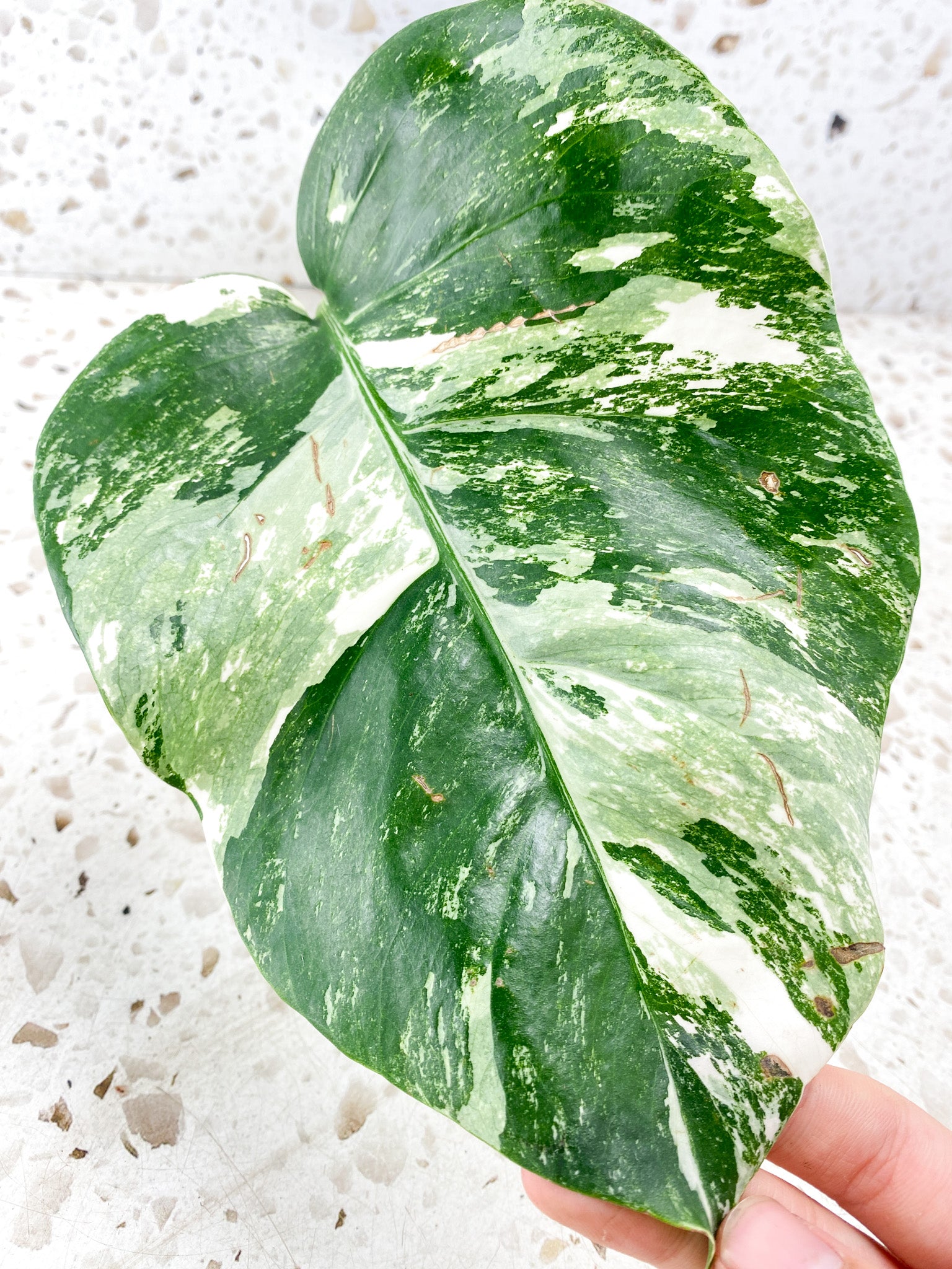 Monstera albo Japanese White Tiger 1 leaf double node 2 growing buds