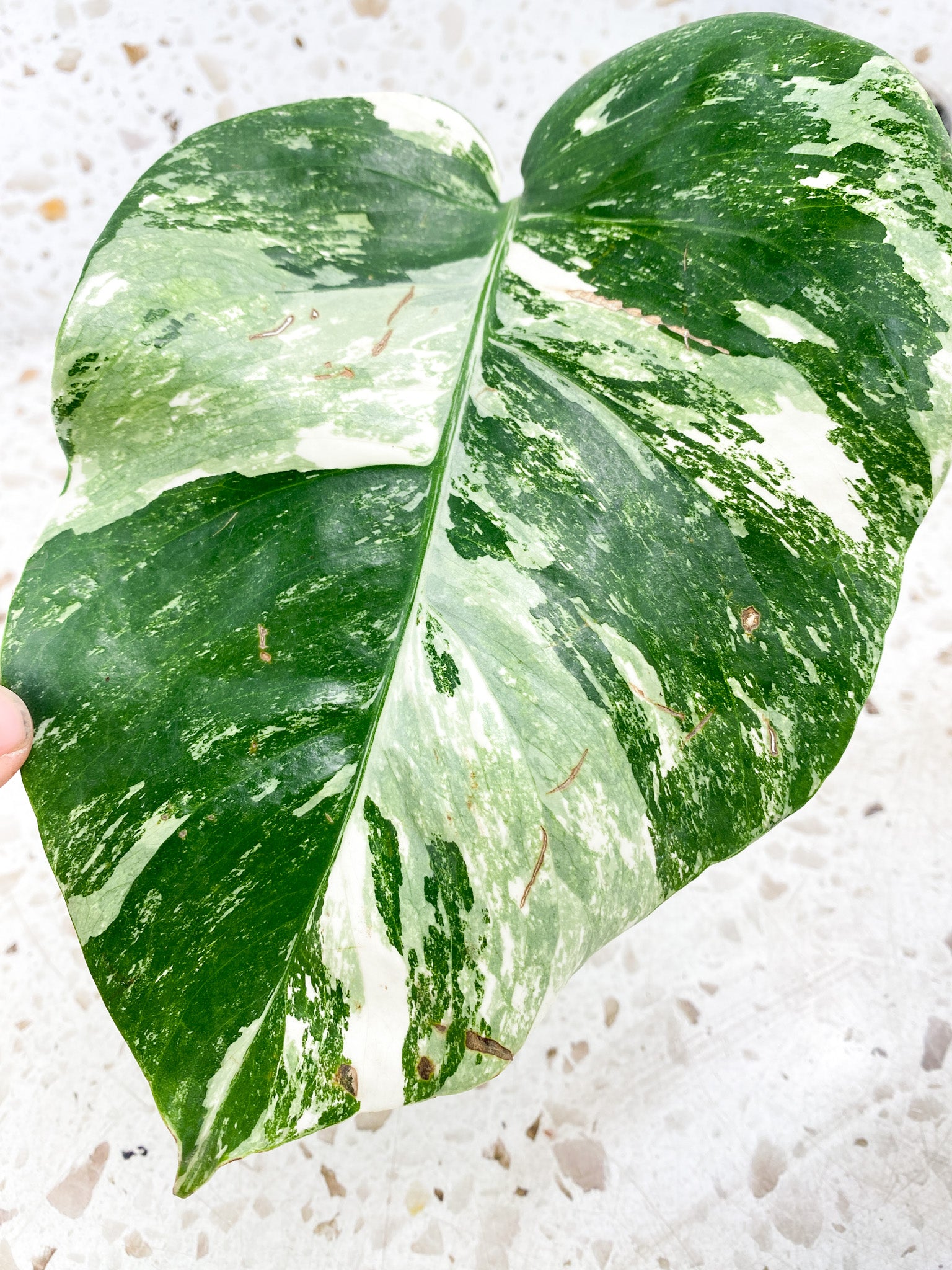 Monstera albo Japanese White Tiger 1 leaf double node 2 growing buds