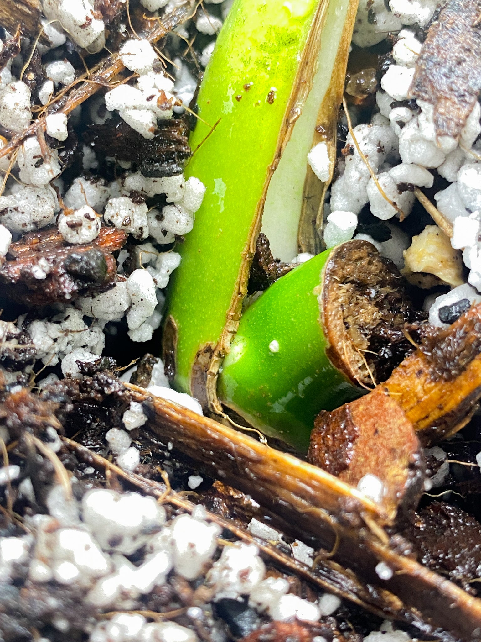 Monstera Aurea Tricolor node