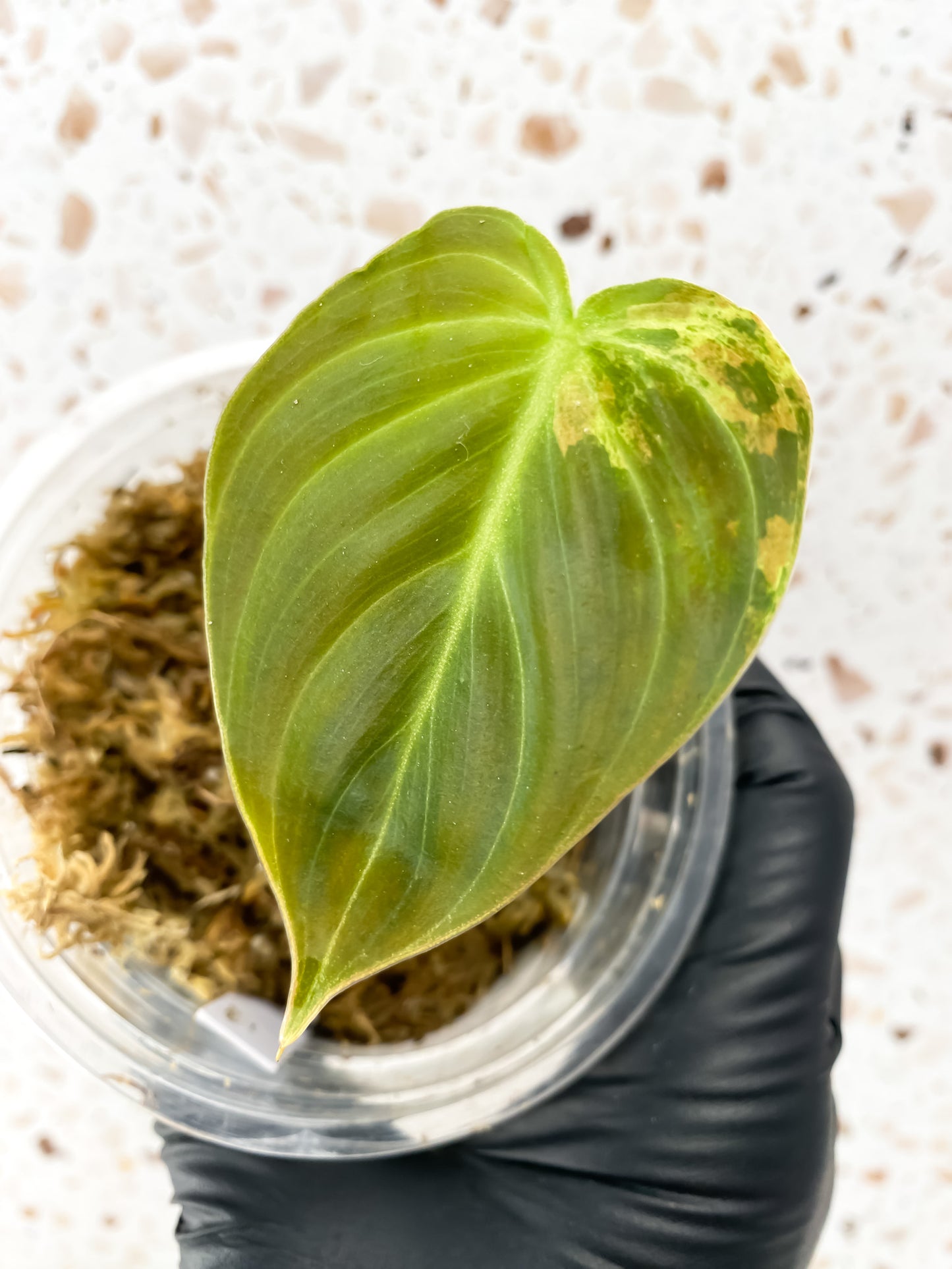 Philodendron Melanochrysum Variegated 1 leaf extra nodes