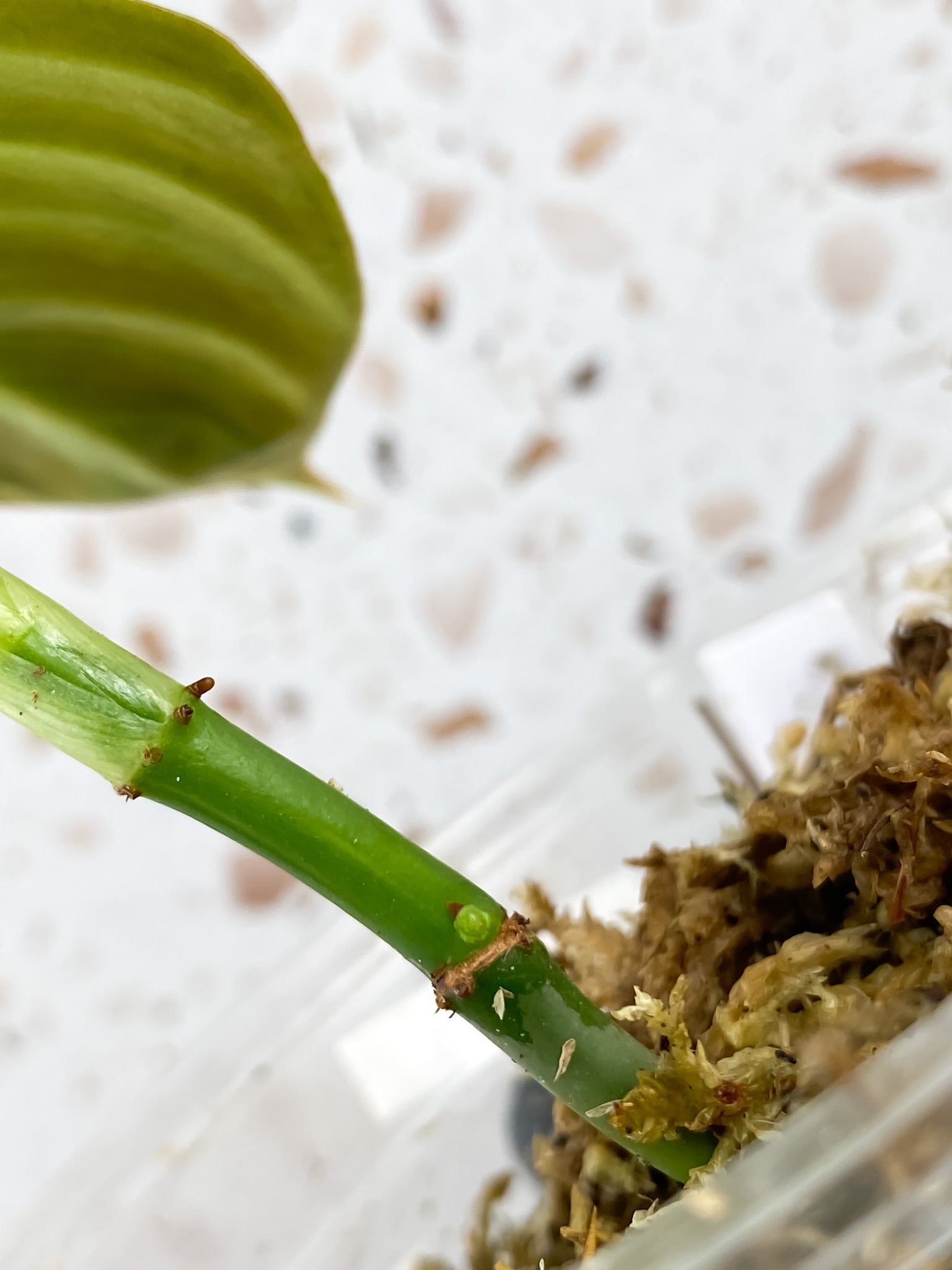 Philodendron Melanochrysum Variegated 1 leaf extra nodes