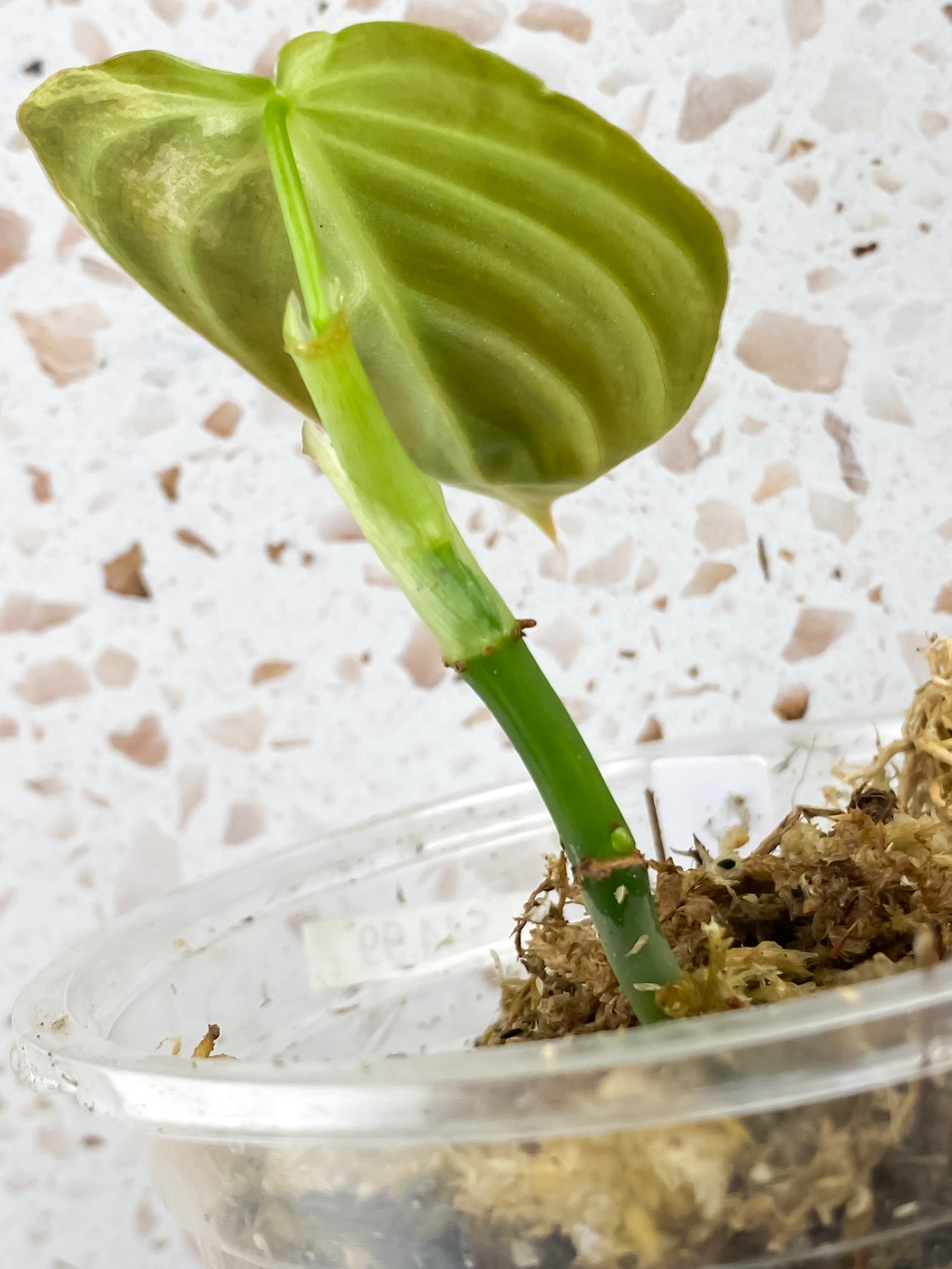 Philodendron Melanochrysum Variegated 1 leaf extra nodes