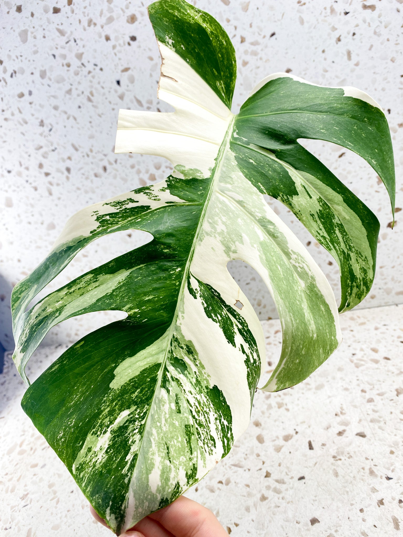 Monstera Albo White Tiger 1 big leaf