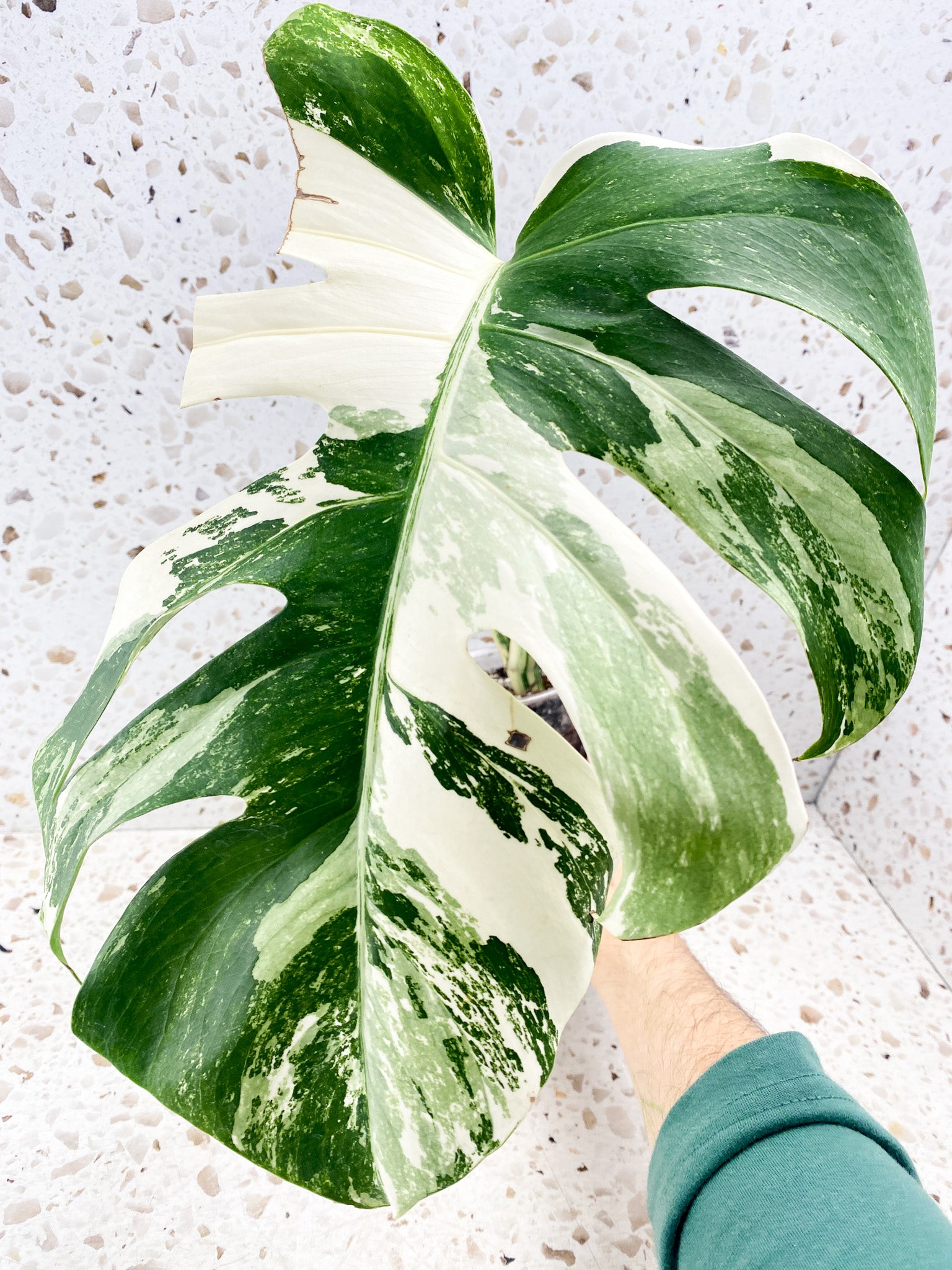 Monstera Albo White Tiger 1 big leaf