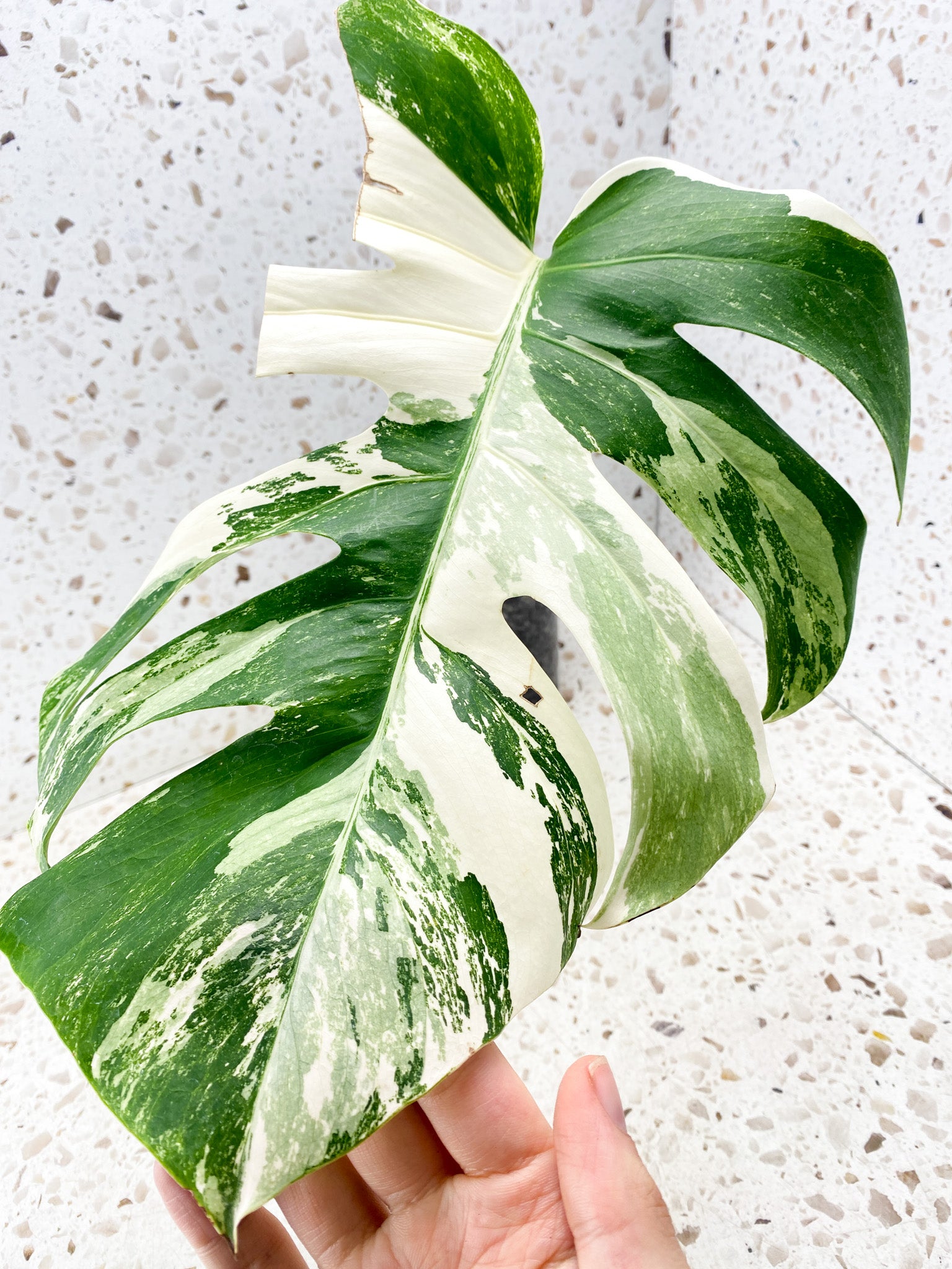 Monstera Albo White Tiger 1 big leaf