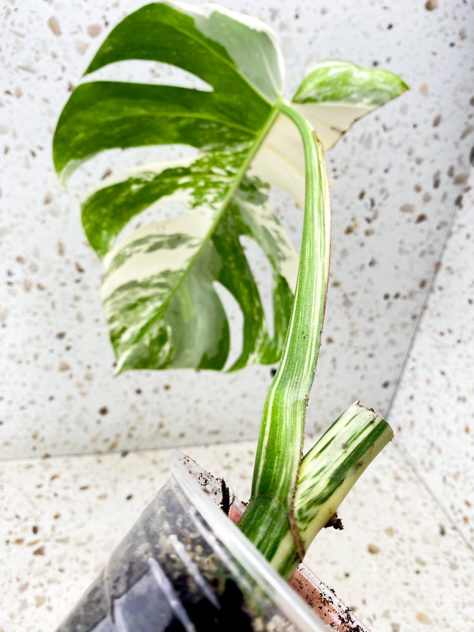 Monstera Albo White Tiger 1 big leaf