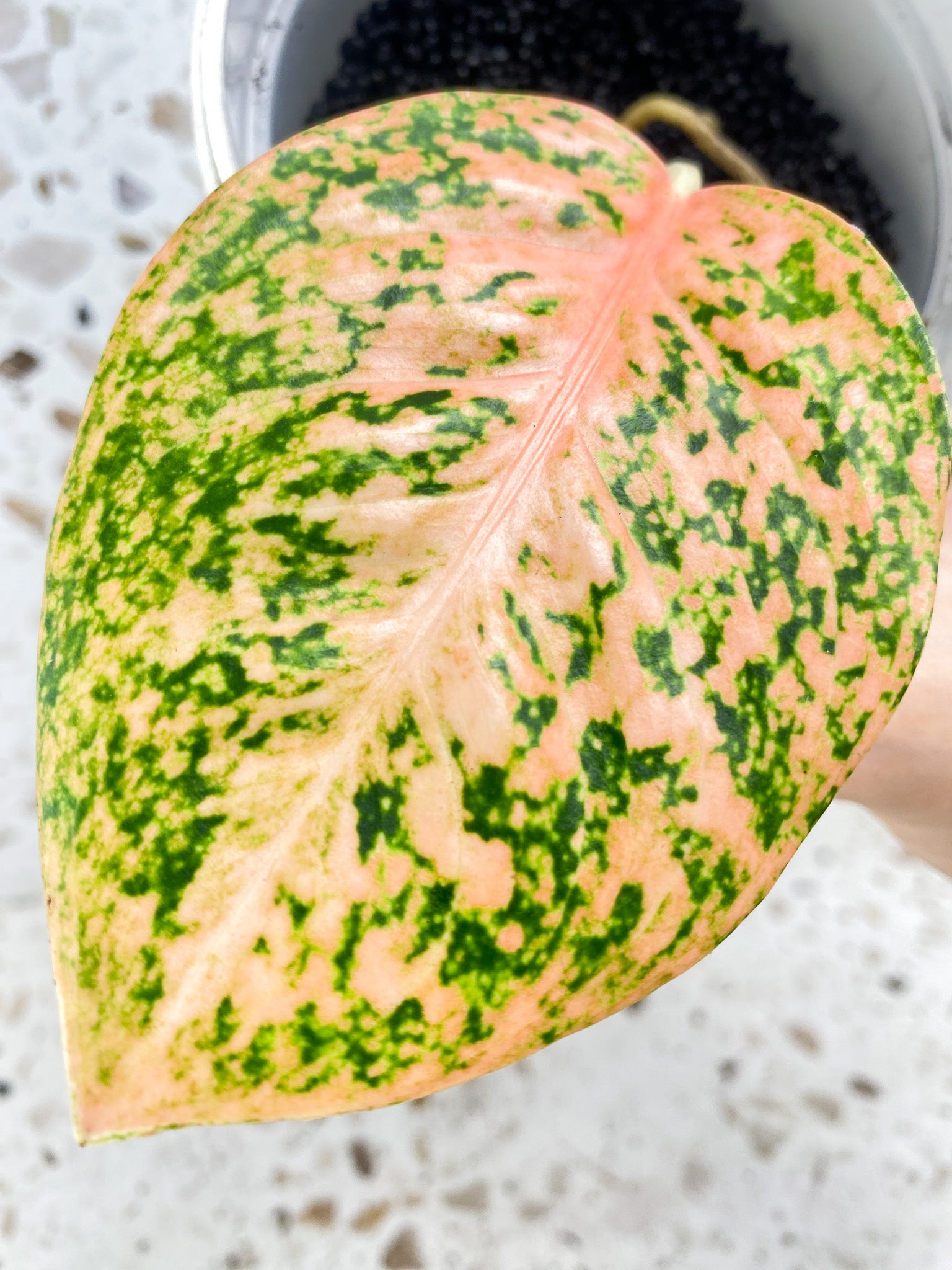 Aglaonema Orange Stardust 1 leaf