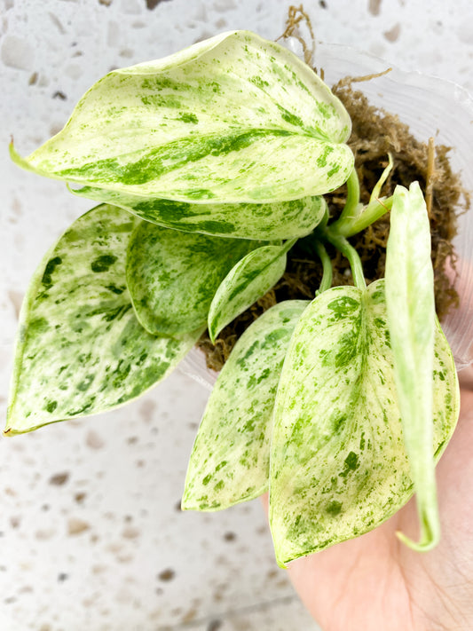 Scindapsus Jade Satin 'Creme Brulee' Variegated 8 leaf top cutting