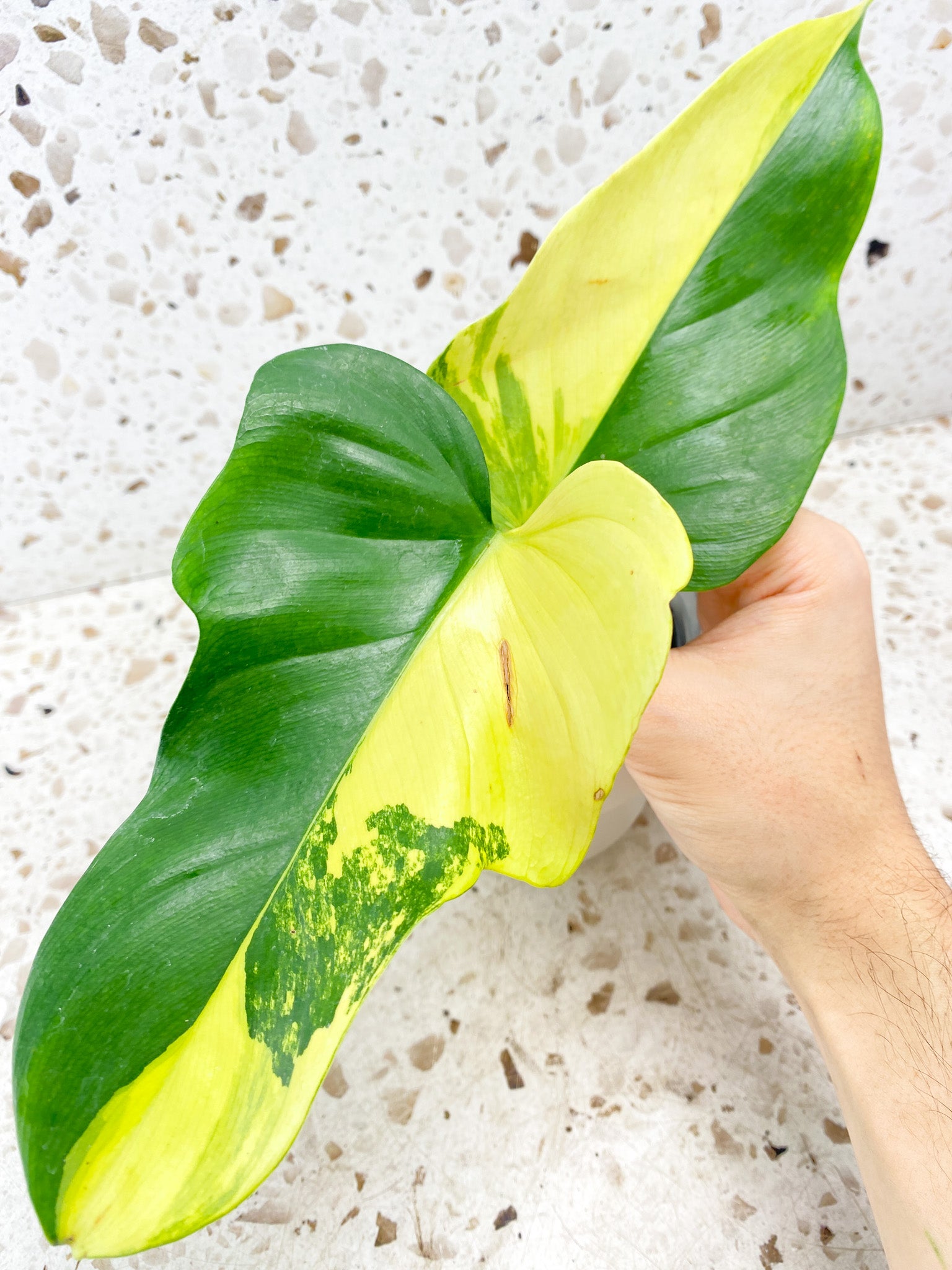 Philodendron Bipennifolium Variegated 2 leaves half moon variegation