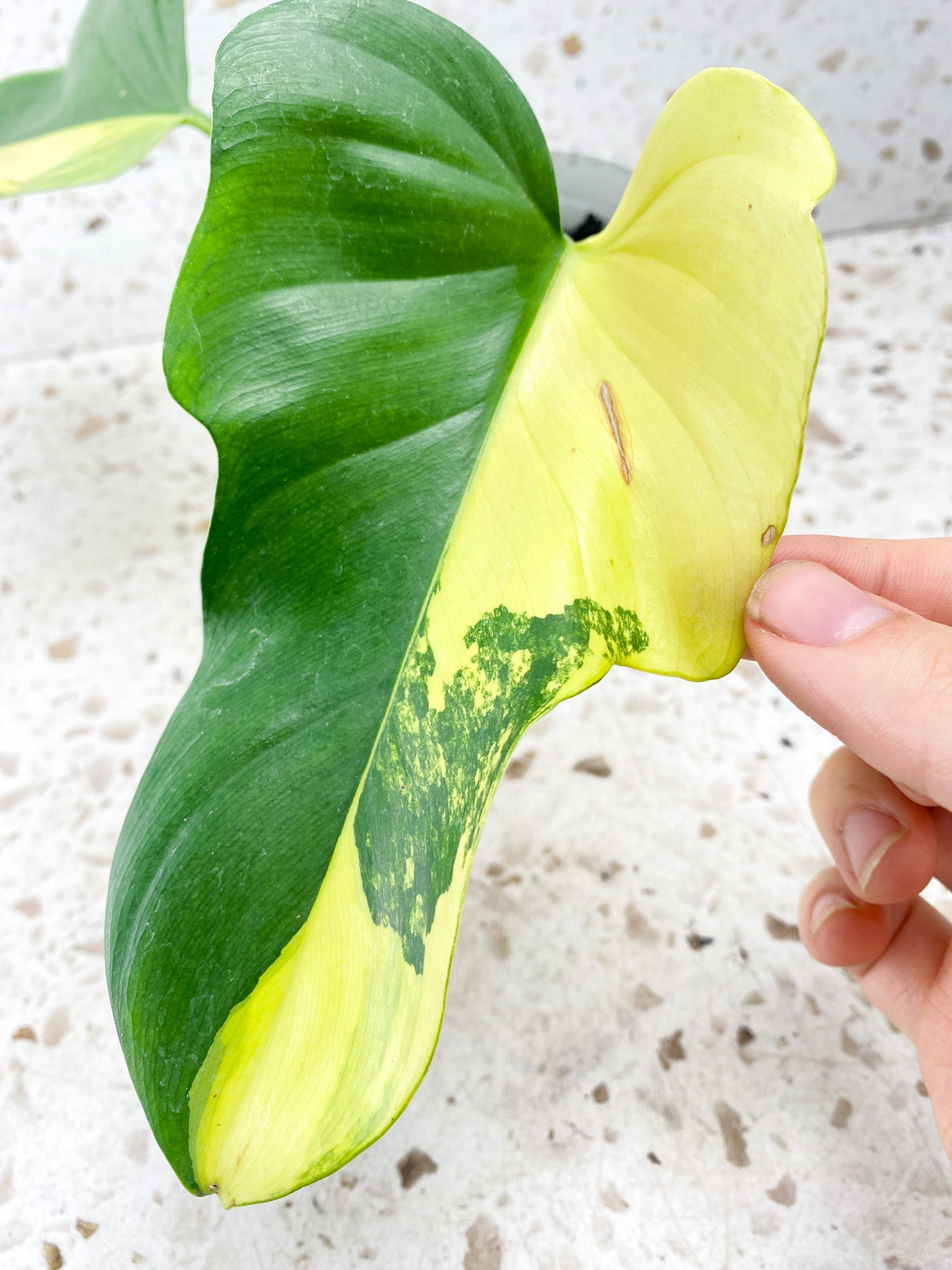 Philodendron Bipennifolium Variegated 2 leaves half moon variegation