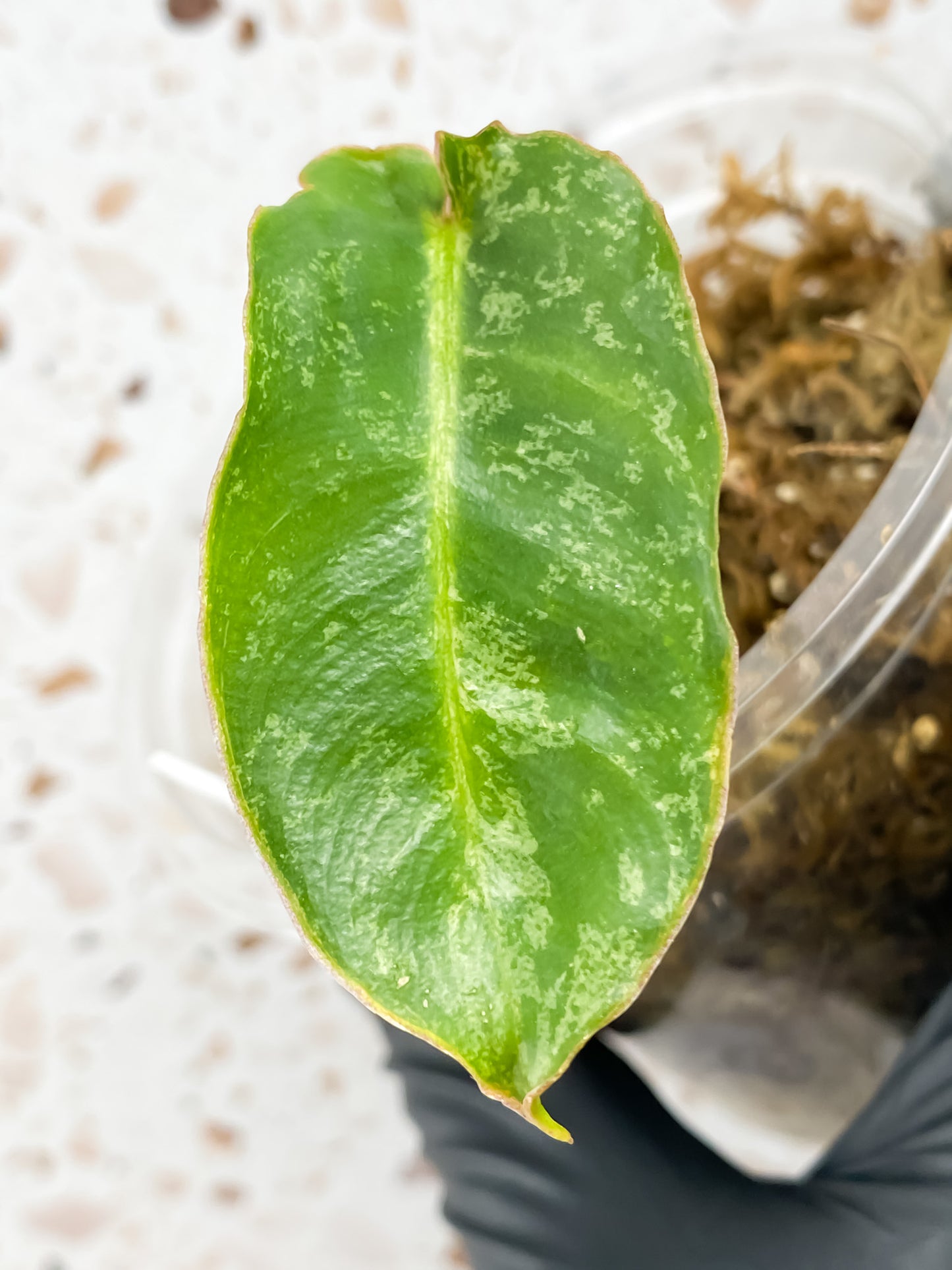 Philodendron Burle Marx Mint Variegated 1 leaf 1 shoot