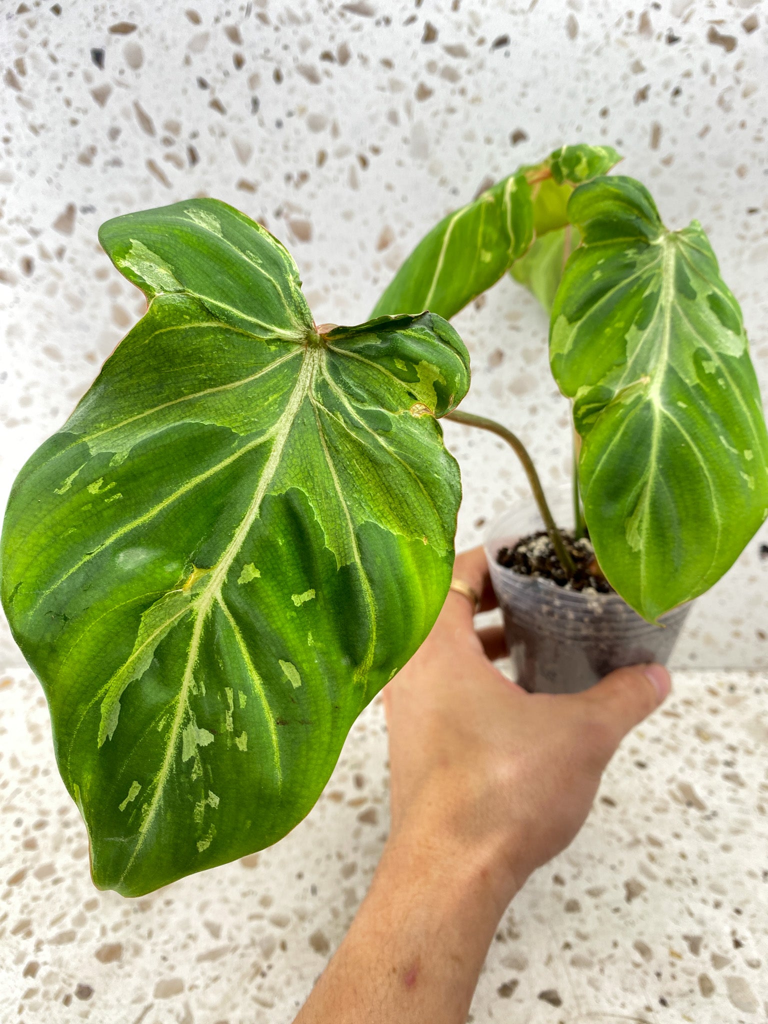 Philodendron Gloriosum Snow Leopard Variegated 4 leaves Top Cutting