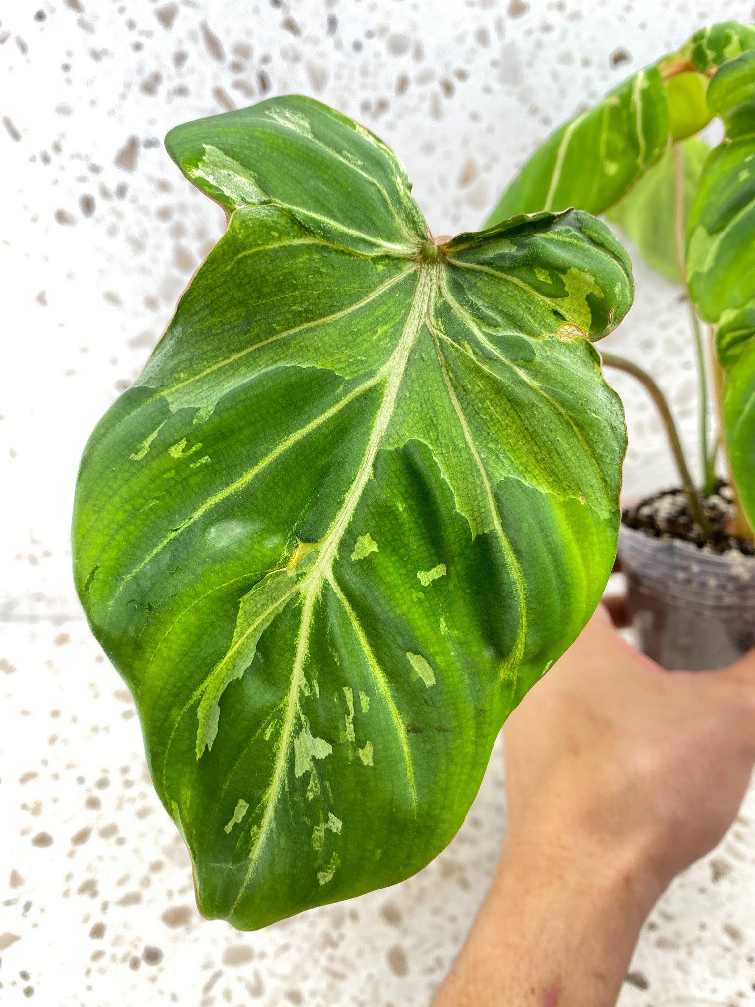 Philodendron Gloriosum Snow Leopard Variegated 4 leaves Top Cutting