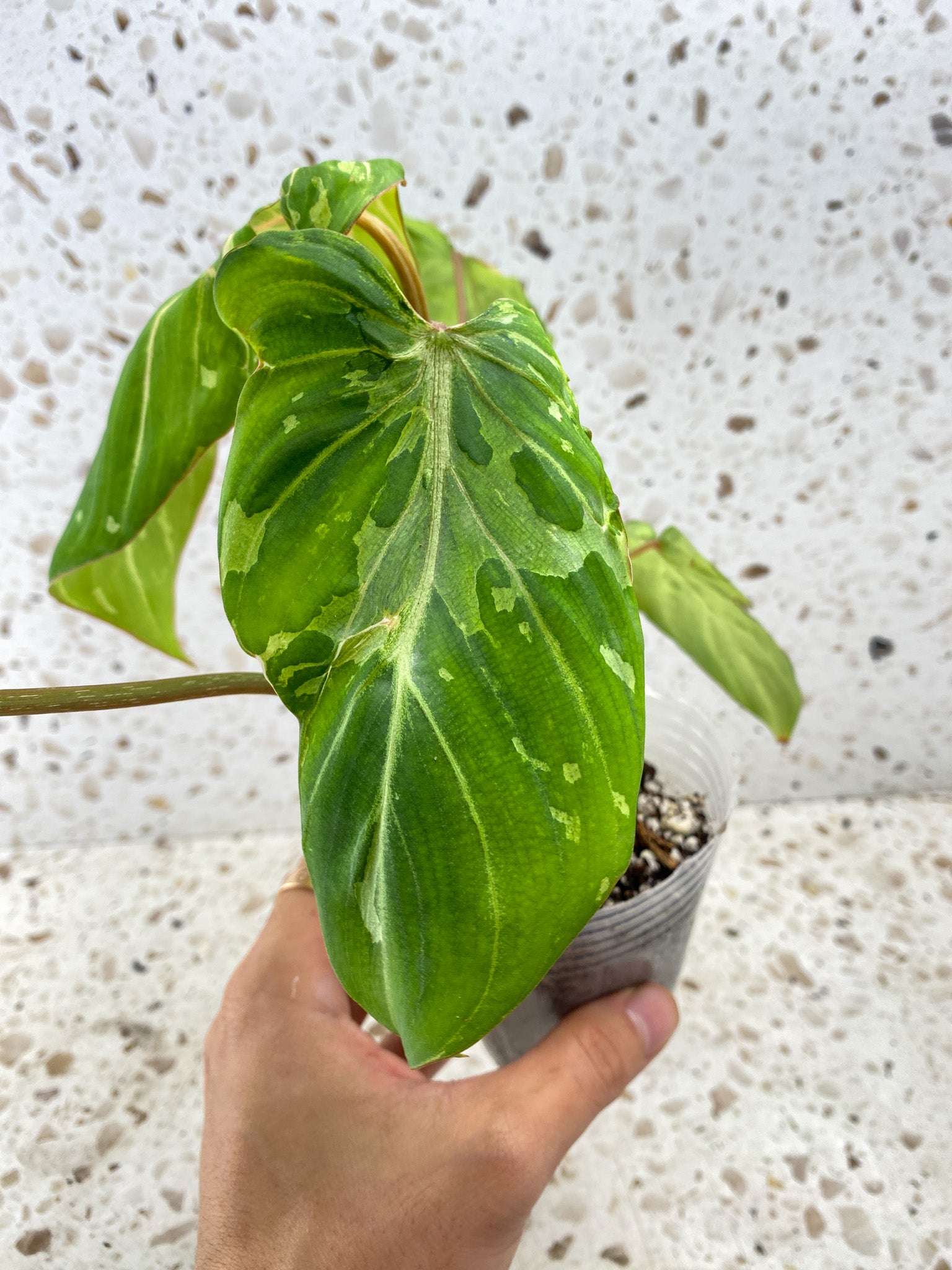 Philodendron Gloriosum Snow Leopard Variegated 4 leaves Top Cutting