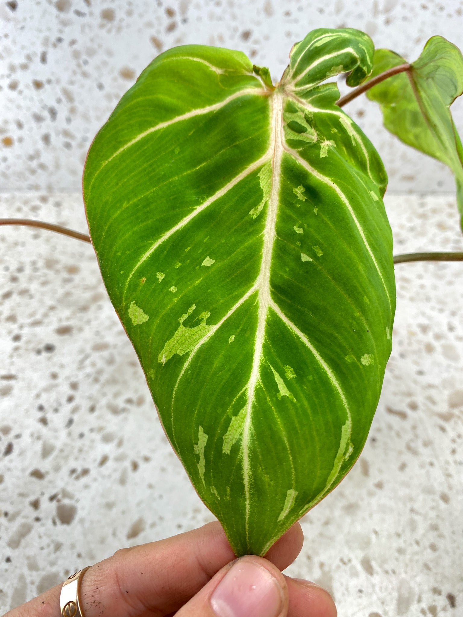 Philodendron Gloriosum Snow Leopard Variegated 4 leaves Top Cutting