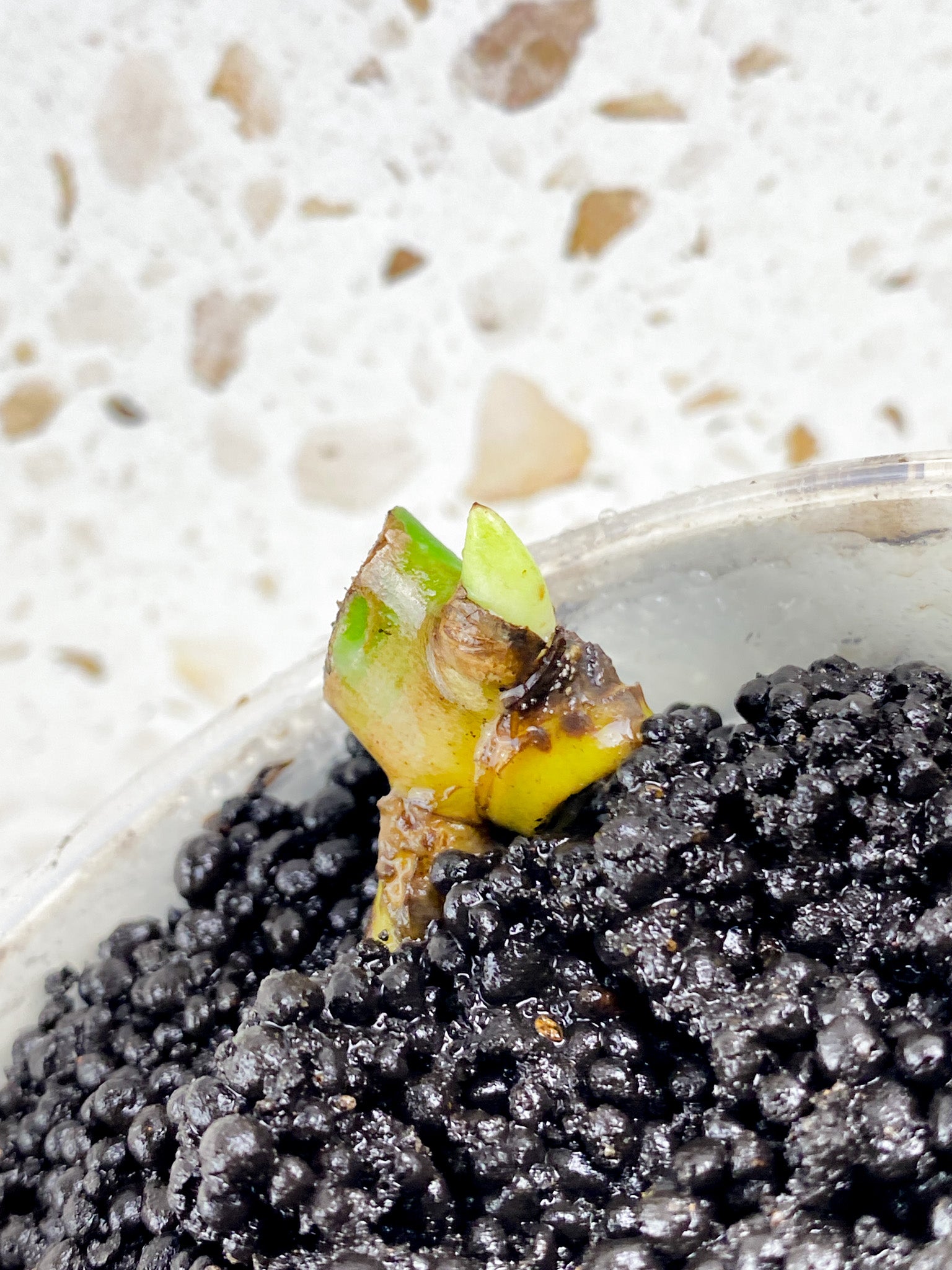 Monstera White Monster node with sprout (ROOTING)