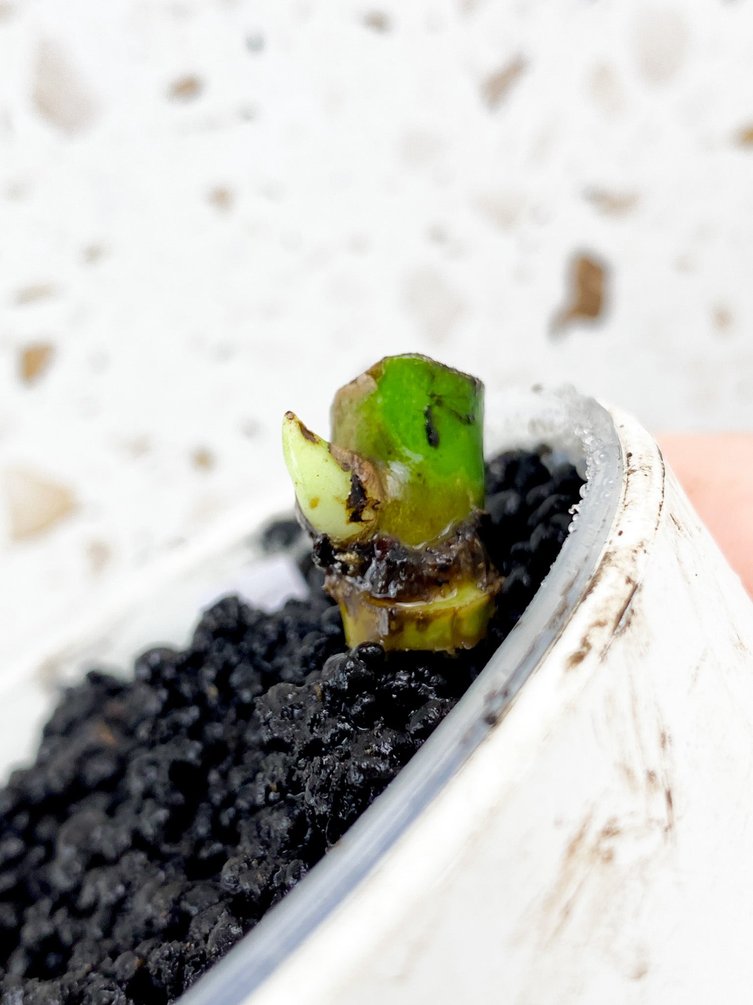 Monstera White Monster node with sprout (ROOTING)