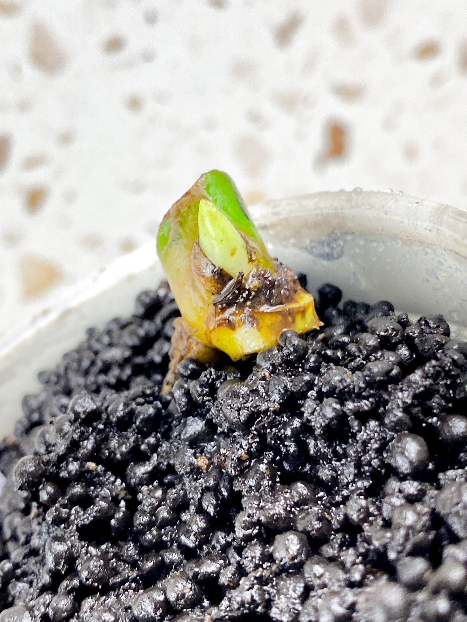 Monstera White Monster node with sprout (ROOTING)