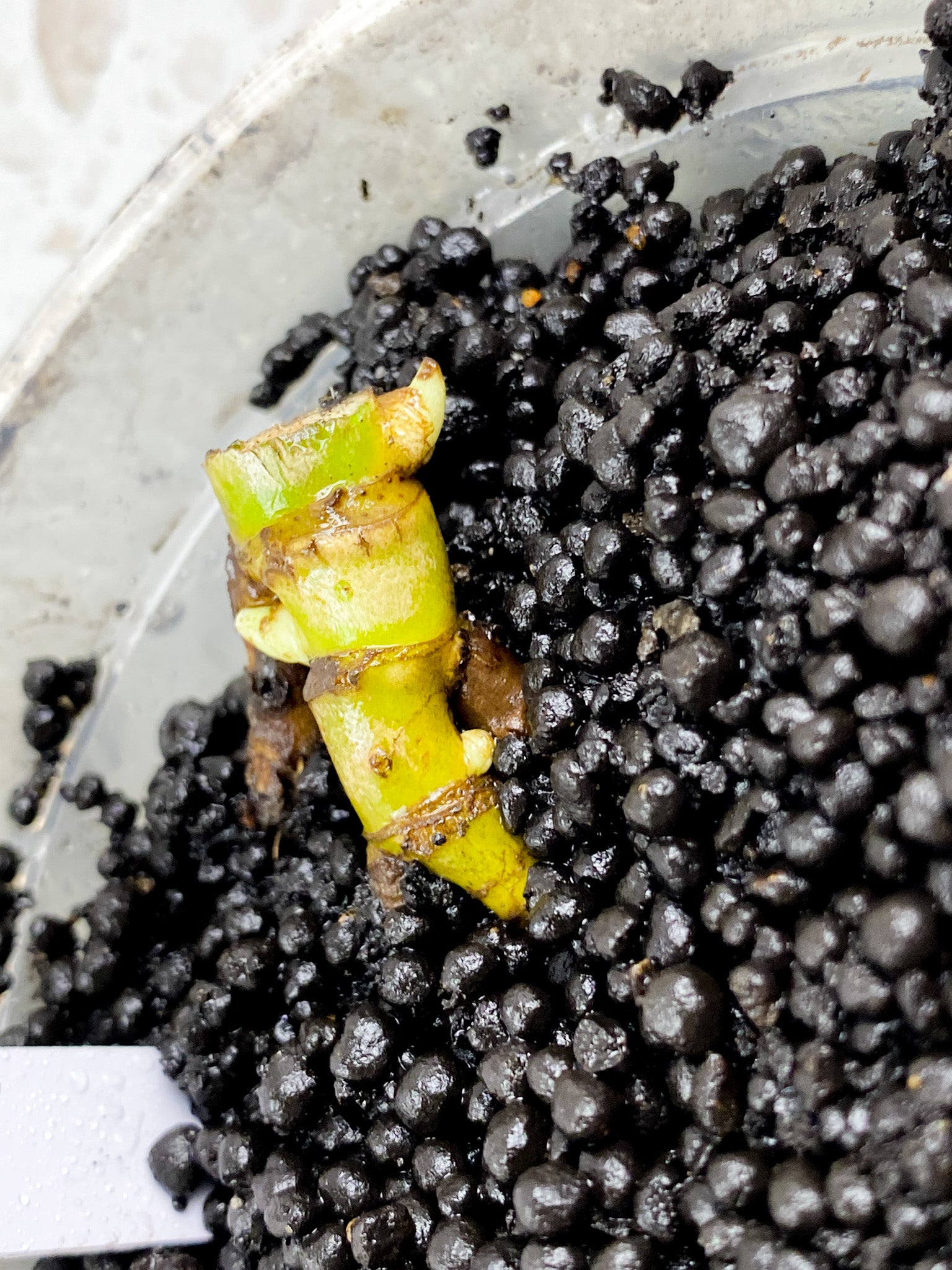 Monstera White Monster node with 3 sprouts (ROOTING)