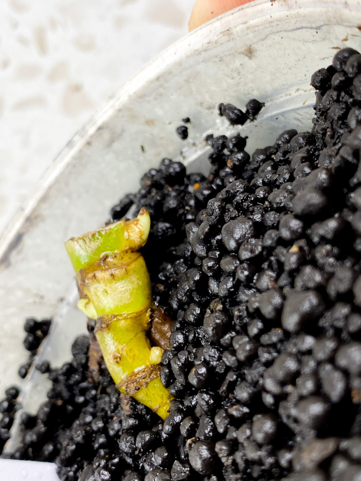 Monstera White Monster node with 3 sprouts (ROOTING)