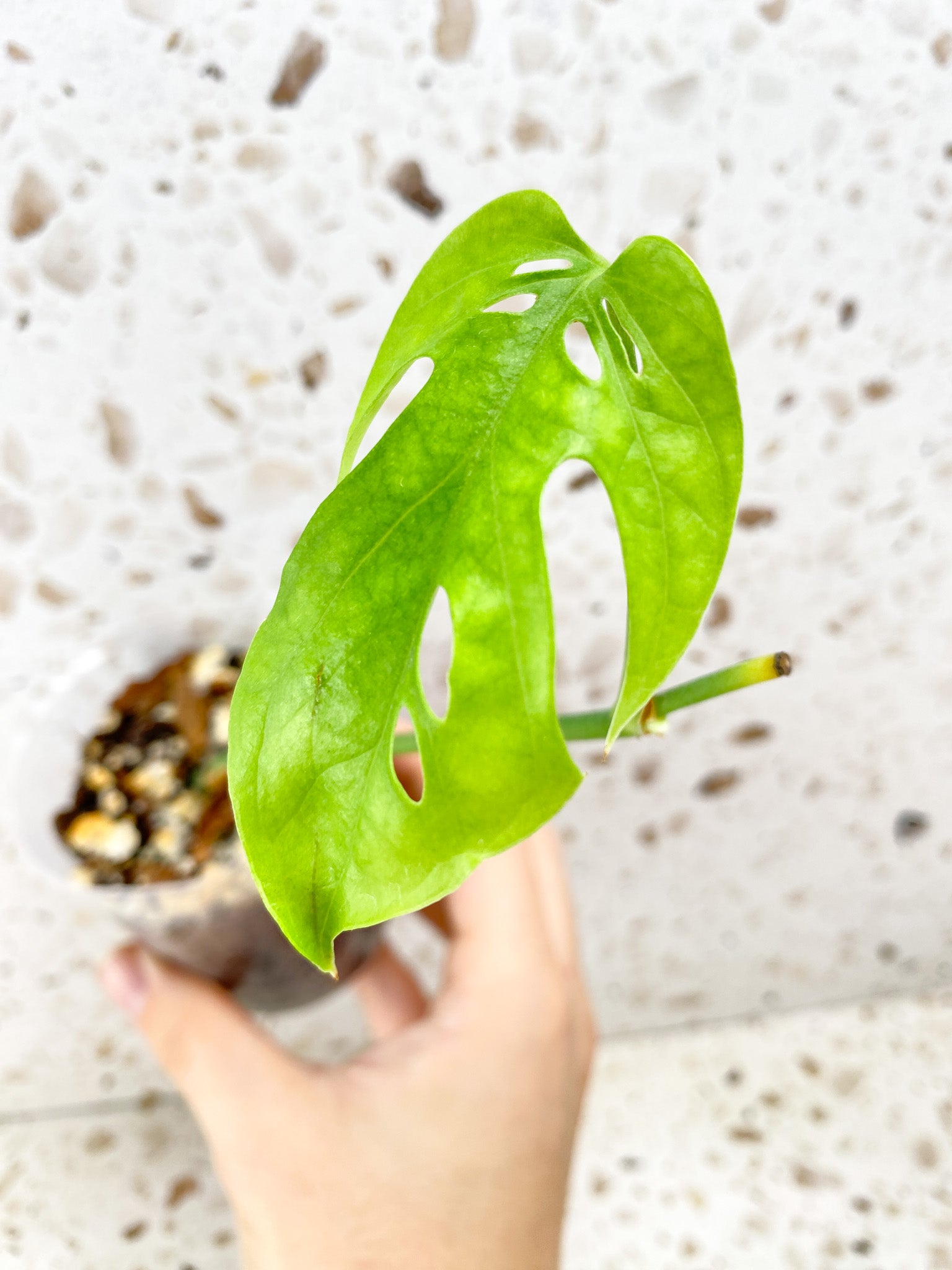 Amydrium Medium Silver 1 fenestrated leaf baby plant