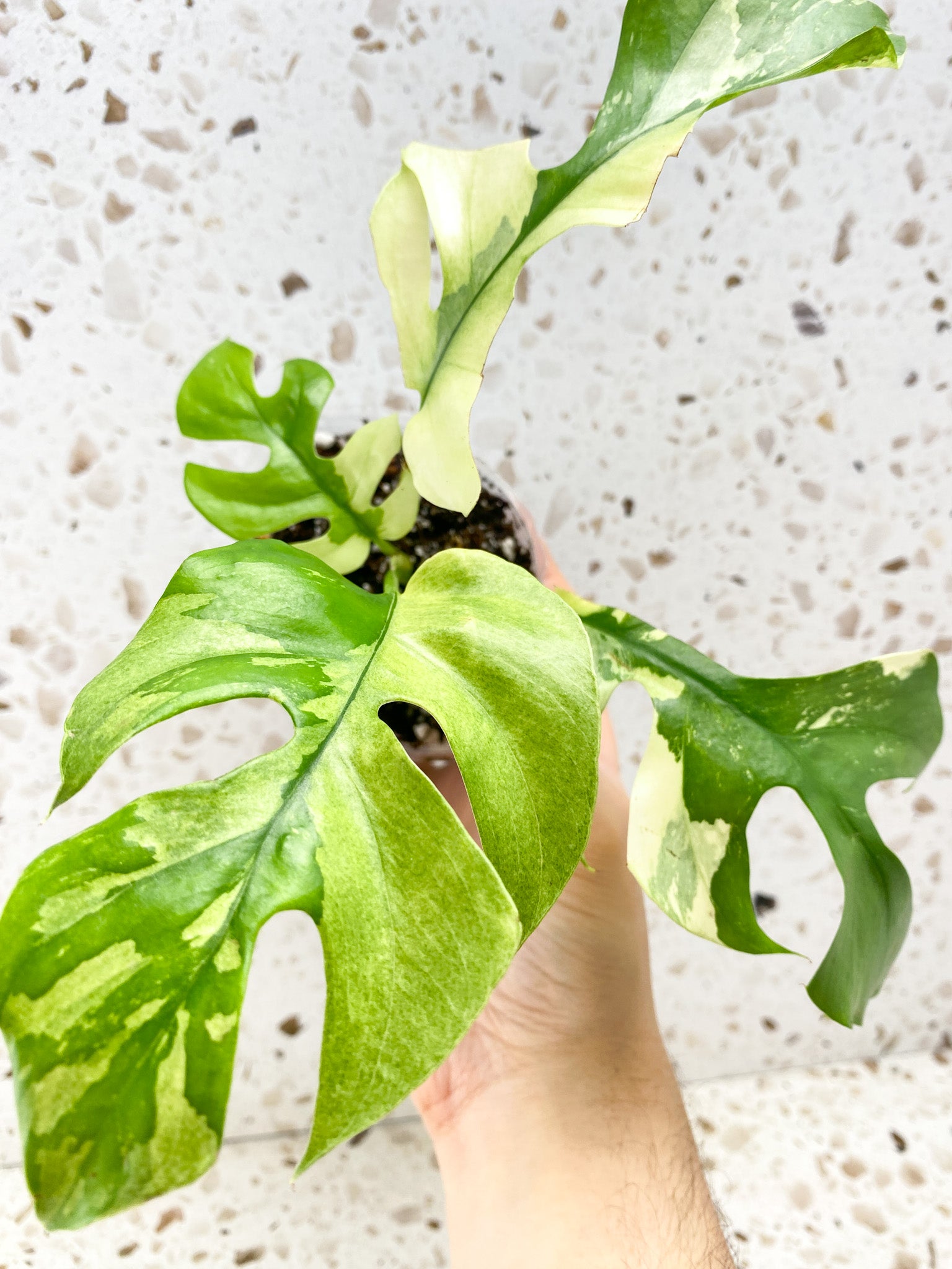 Rhaphidophora Tetrasperma Variegated 4 leaf top cutting