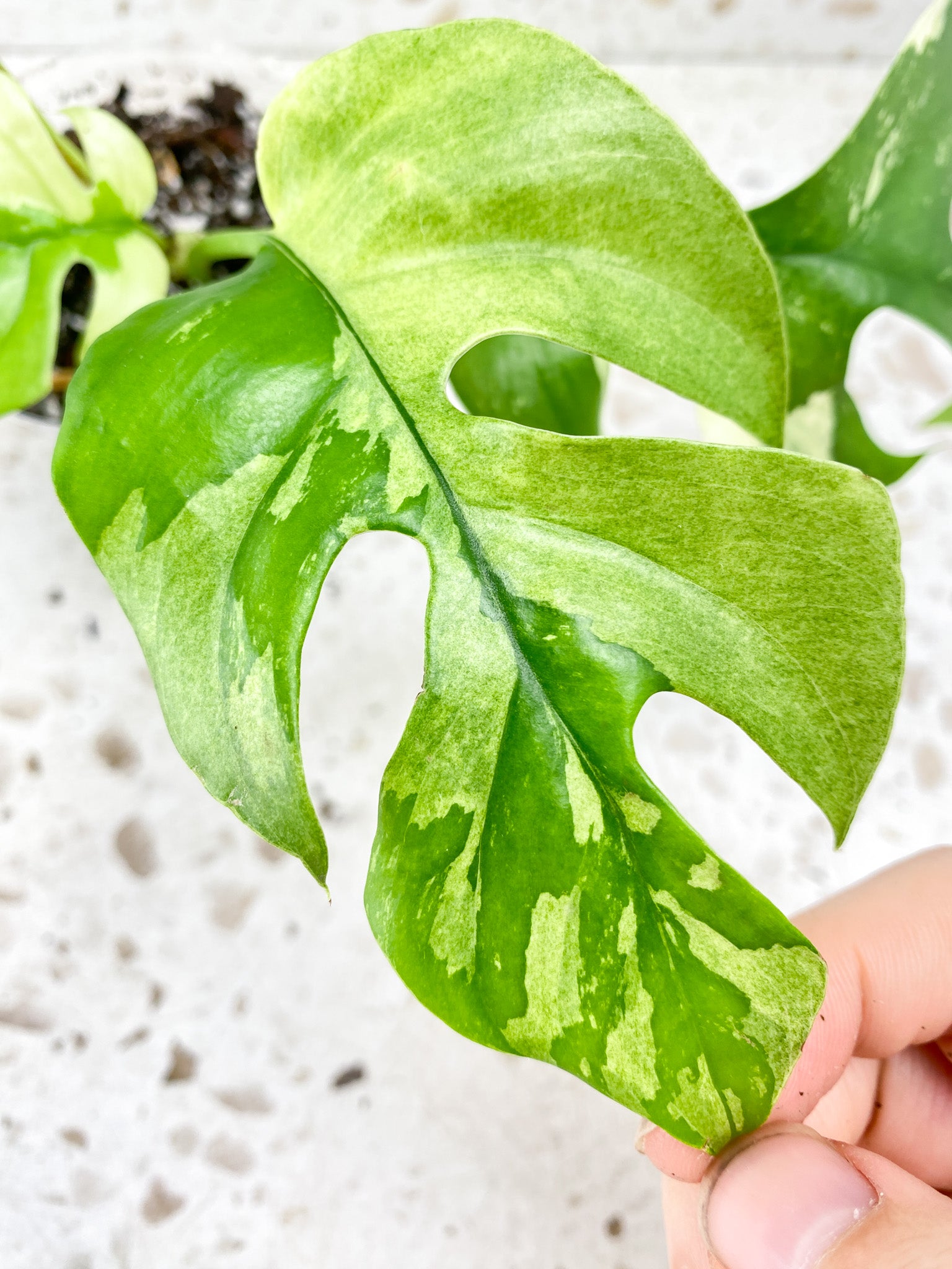 Rhaphidophora Tetrasperma Variegated 4 leaf top cutting