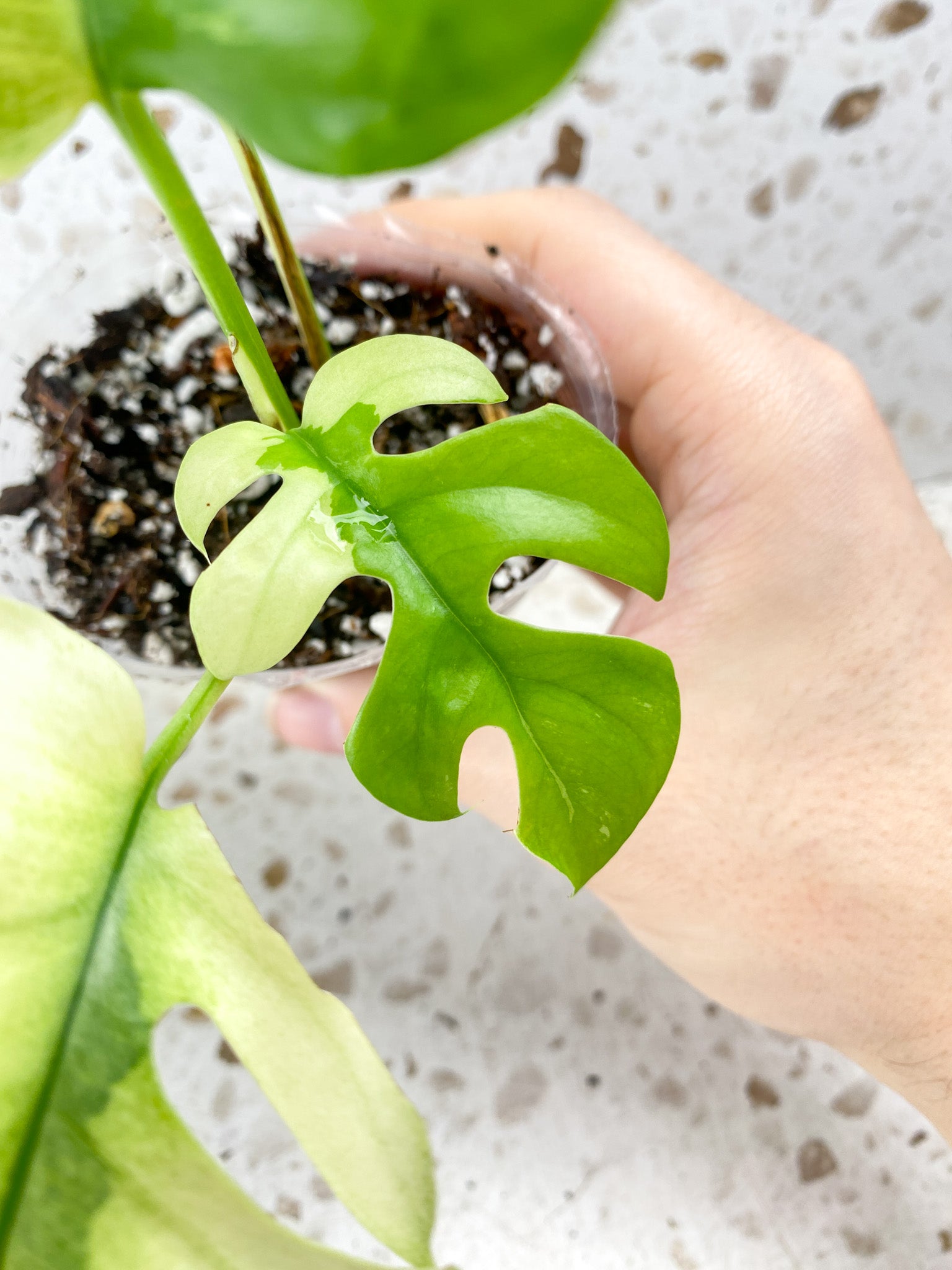 Rhaphidophora Tetrasperma Variegated 4 leaf top cutting