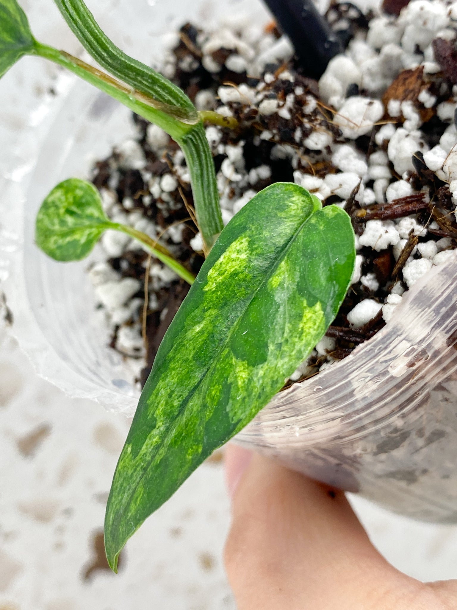 Epipremnum Hanoman sp. Bali 7 leaf top cutting (new leaf is unfurling)