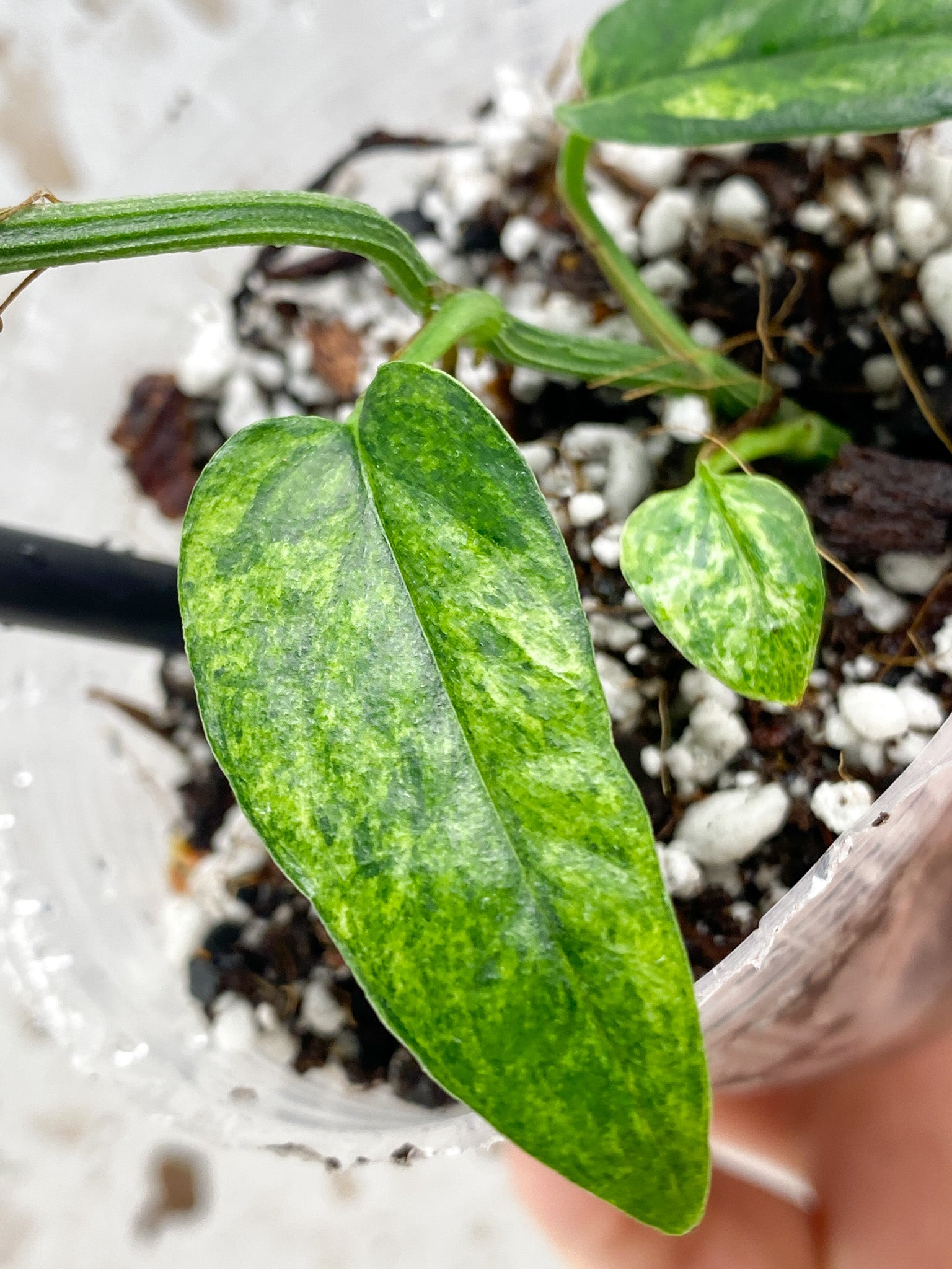 Epipremnum Hanoman sp. Bali 7 leaf top cutting (new leaf is unfurling)