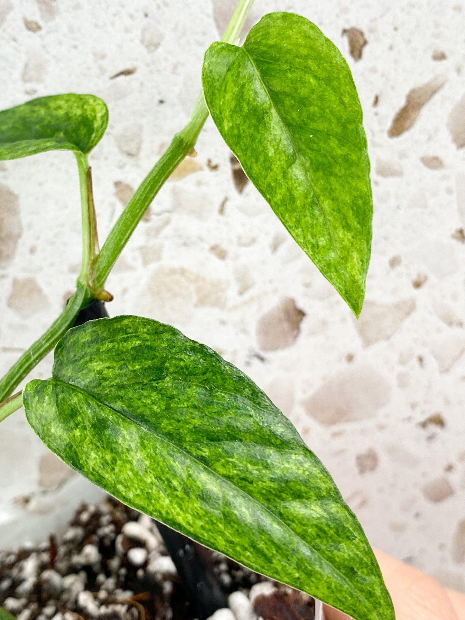 Epipremnum Hanoman sp. Bali 7 leaf top cutting (new leaf is unfurling)