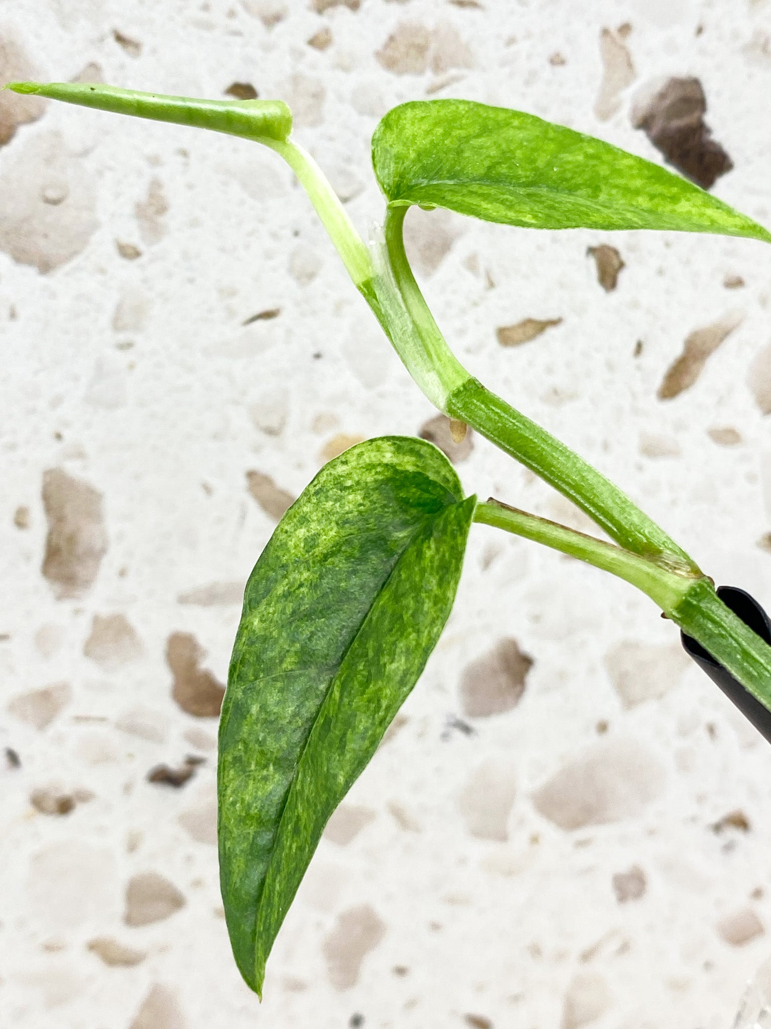 Epipremnum Hanoman sp. Bali 7 leaf top cutting (new leaf is unfurling)