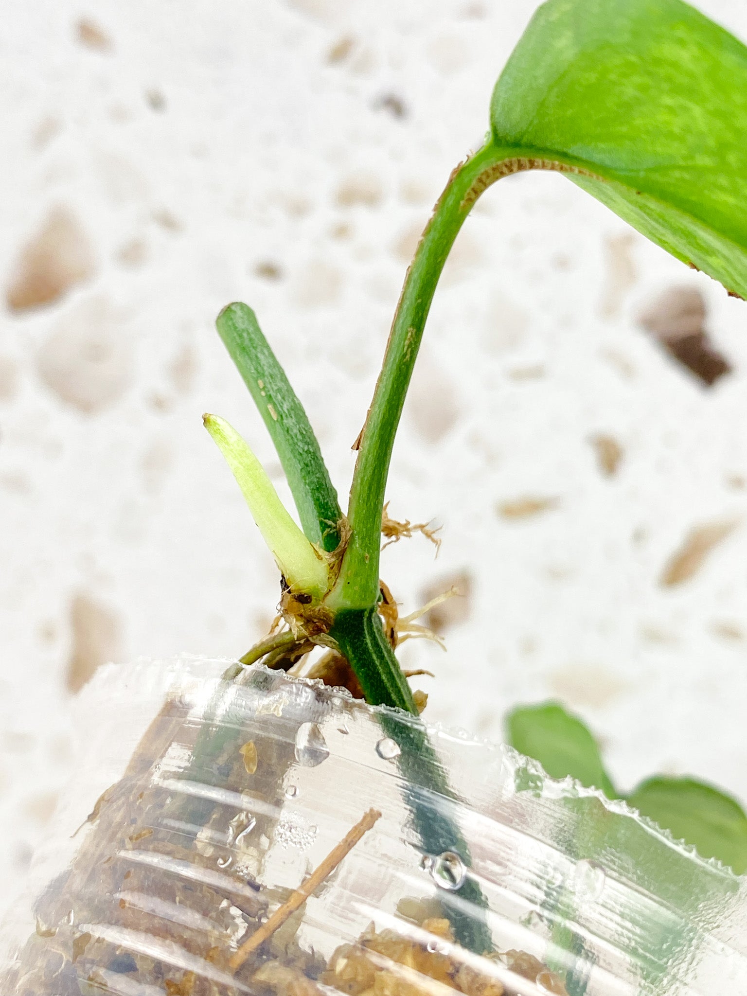 Epipremnum Hanoman sp. Bali 3 leaves 2 sprouts