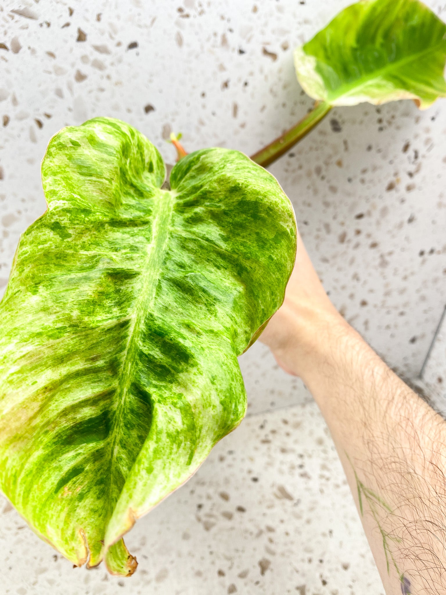 Philodendron Moonlight Variegated 2 leaves with baby leaves and sprouts